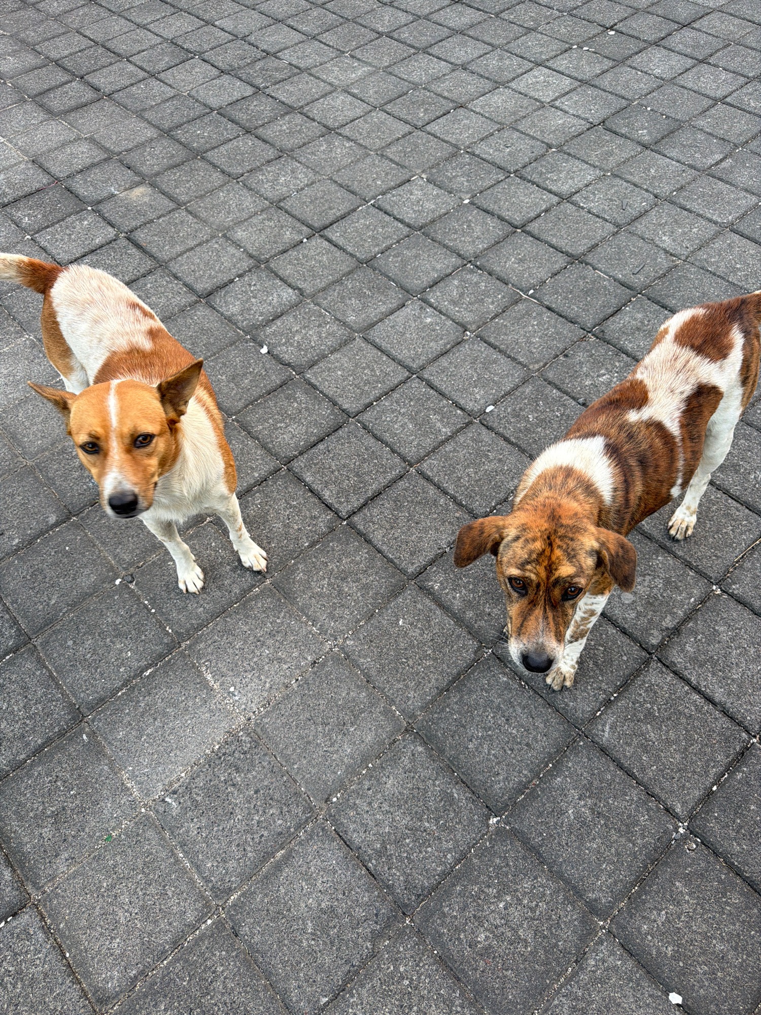 Street dogs, food stalls, and scooters on a Southeast Asian morning