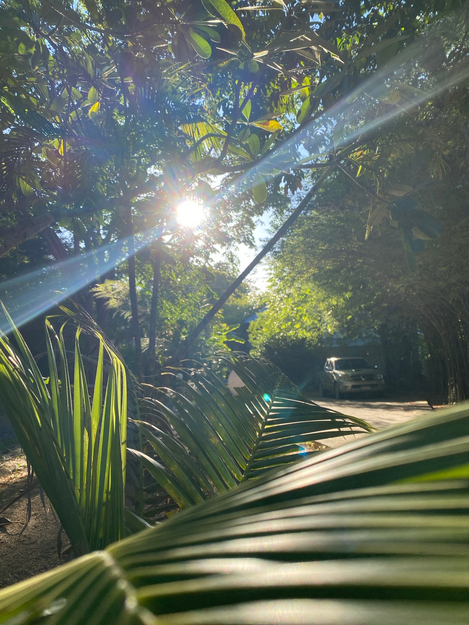 Tropical garden morning: sun, bamboo, parked truck, and wildlife