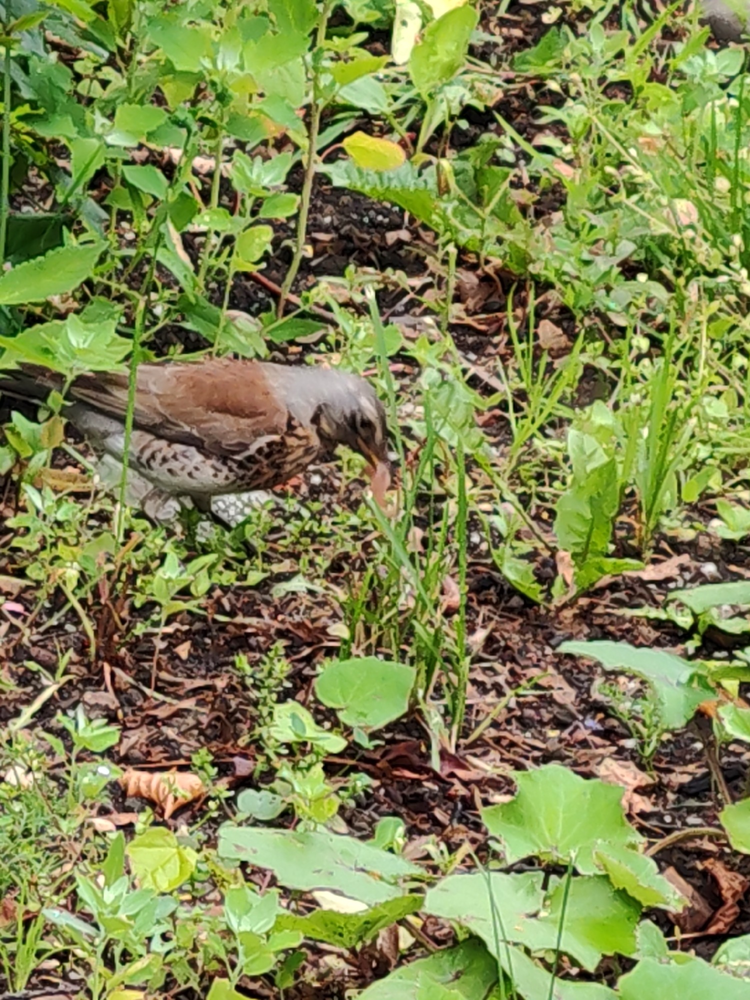 Park paths, transit crowds, and a foraging thrush on a rainy morning