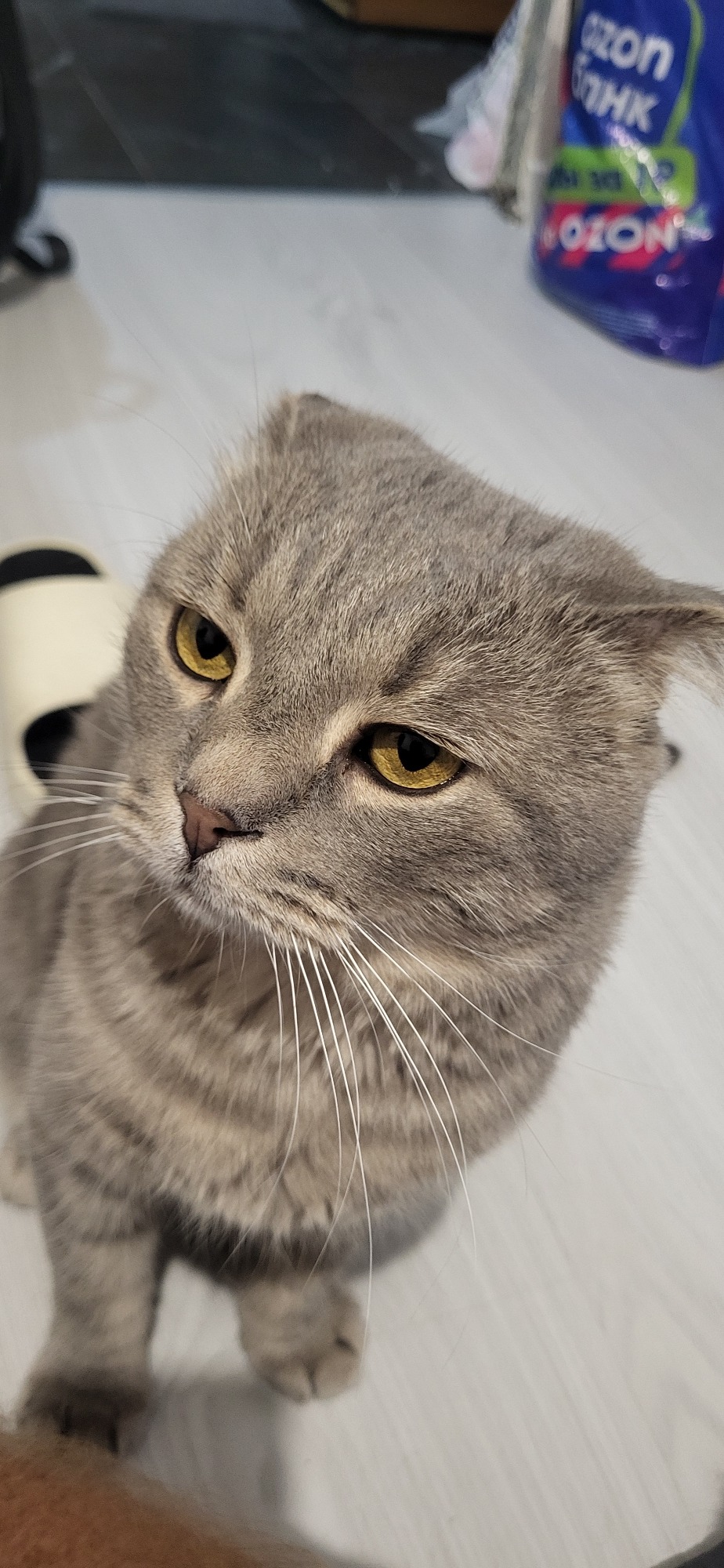 Grey tabby cat relaxing on a wooden floor at home