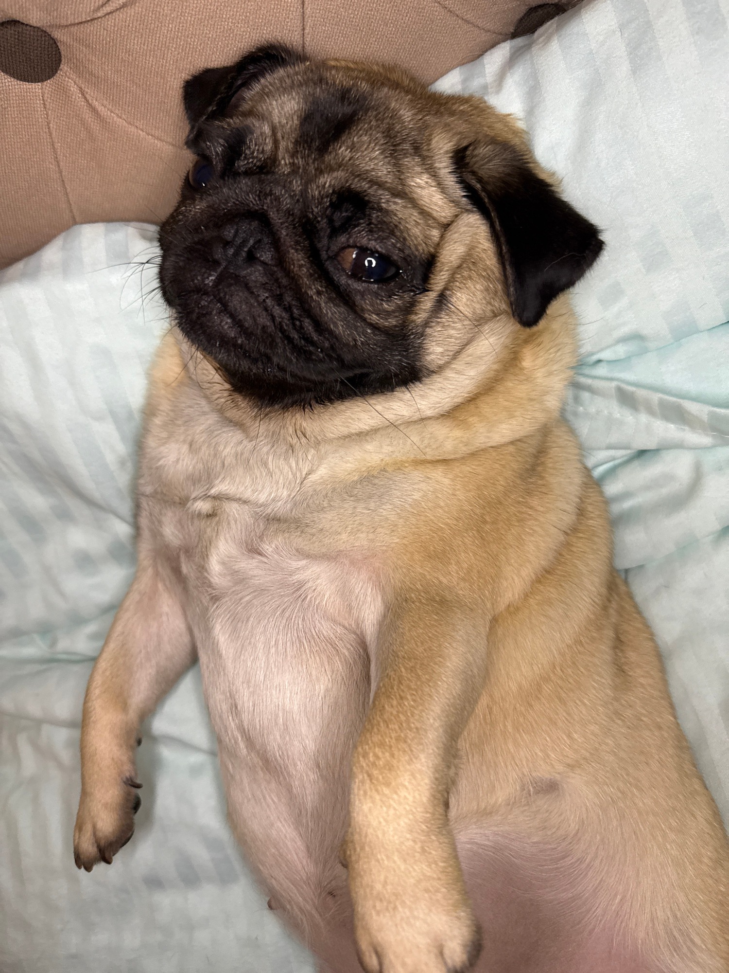 The Art of Relaxation According to the Modern Pug