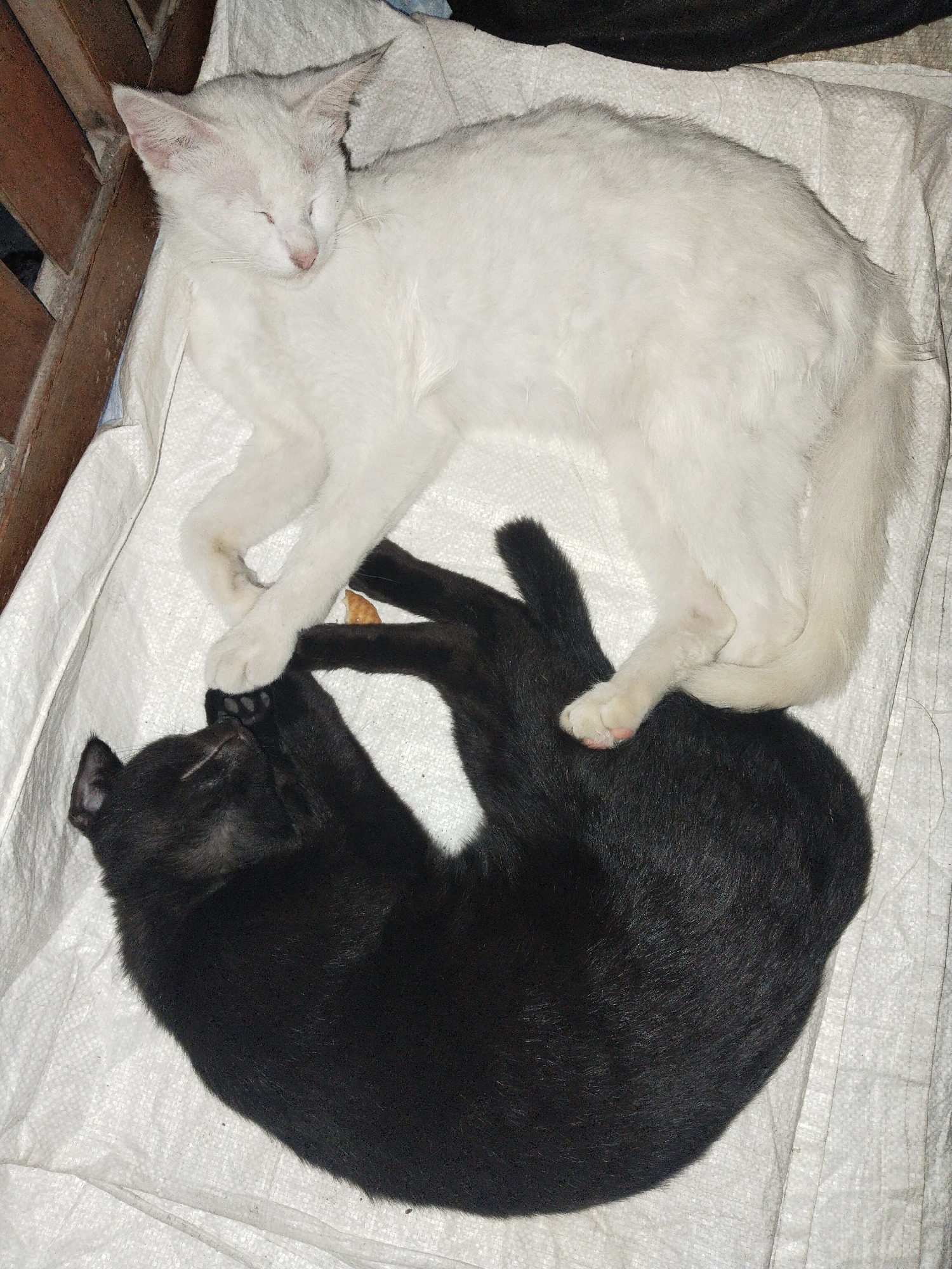Black and white cats nap, cuddle, and groom each other on a white surface