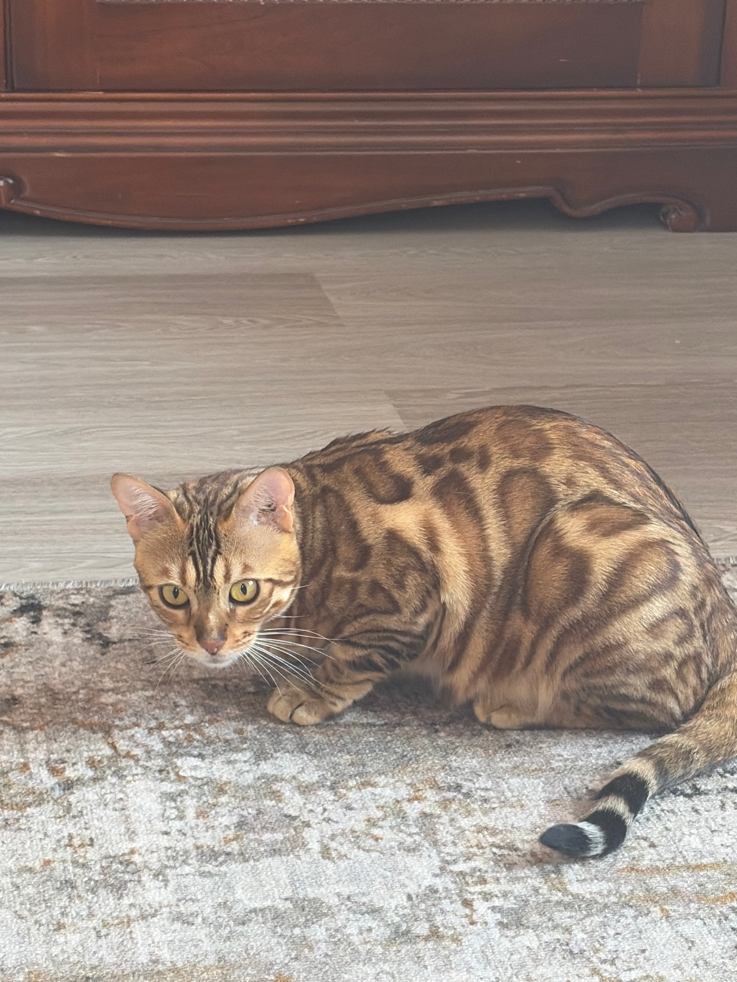 Bengal cat at home, multiple angles on a striking coat