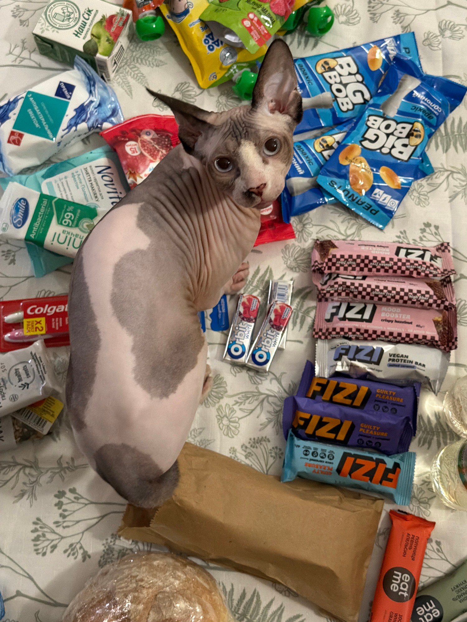 Sphynx cat at home, owning the couch