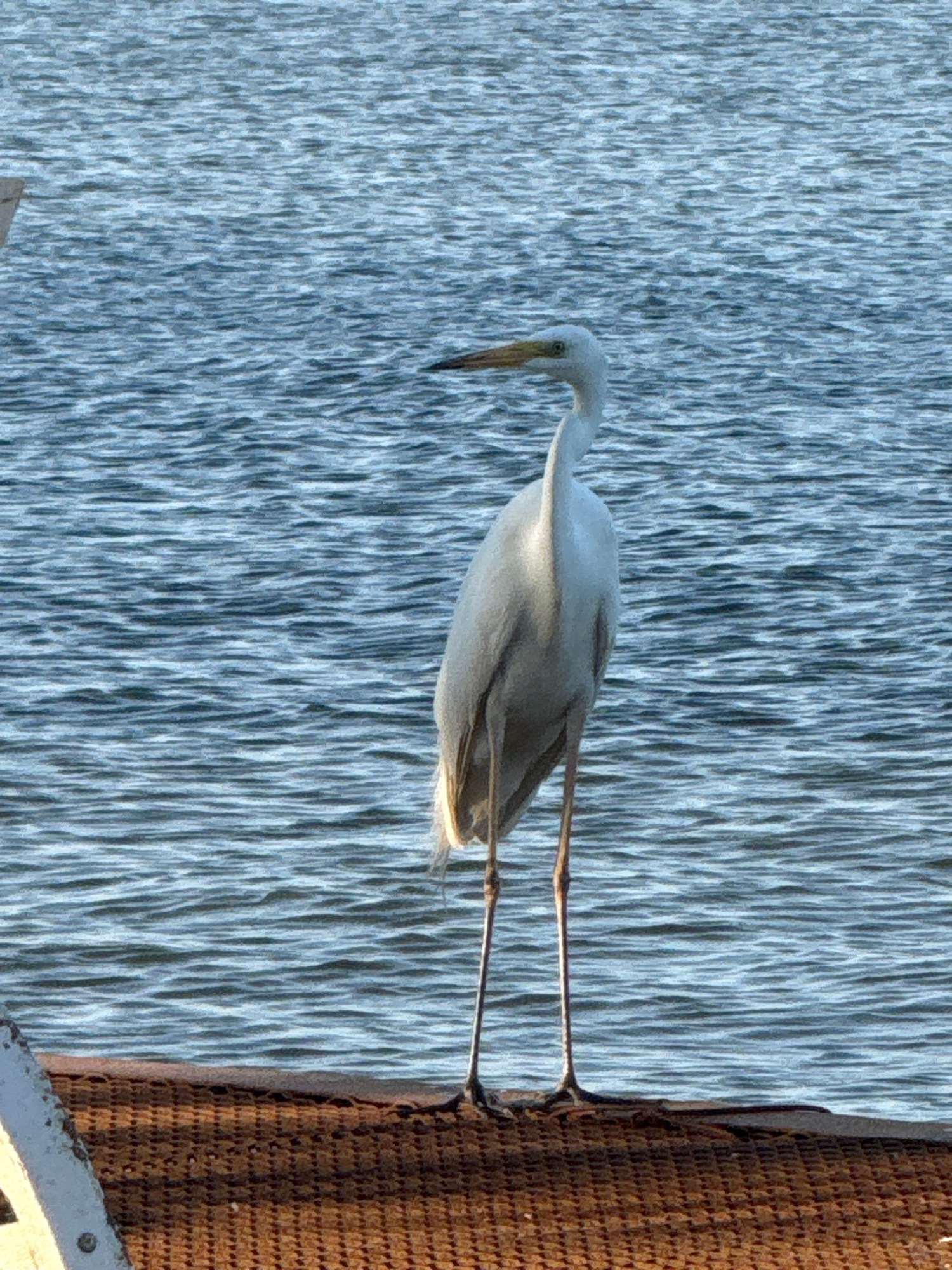 Waterside park afternoon: wildlife, gardens, and leisure spots