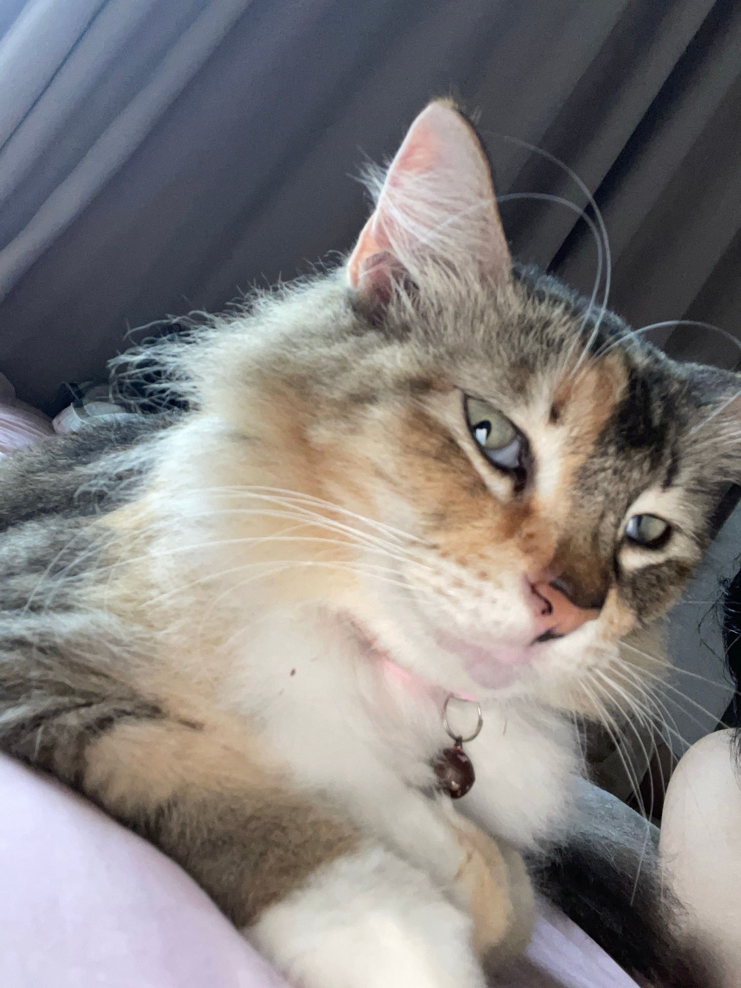 Calico cat in pink collar relaxes across cozy indoor spots
