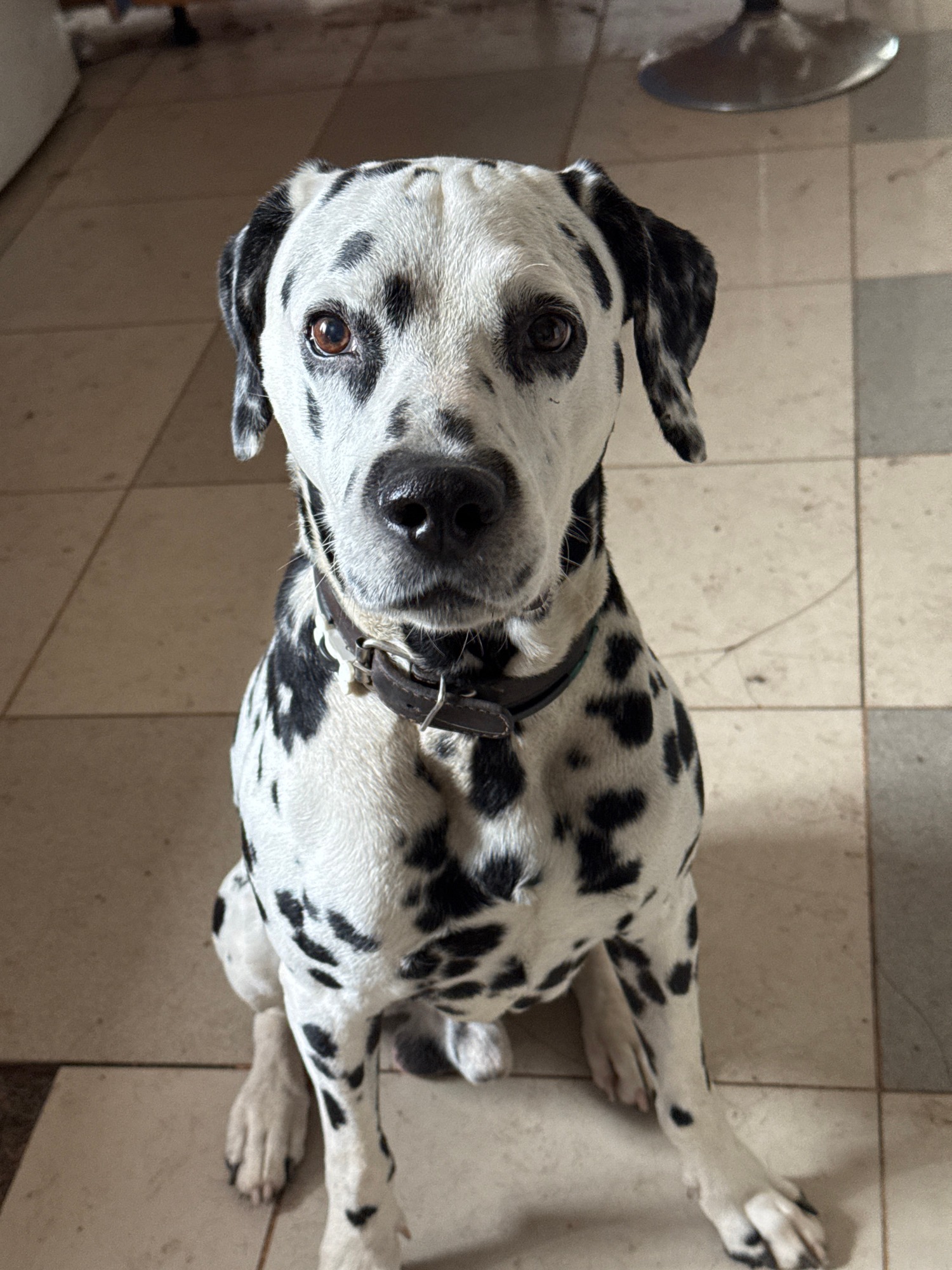 Dalmatian poses for the camera in a quick indoor shoot