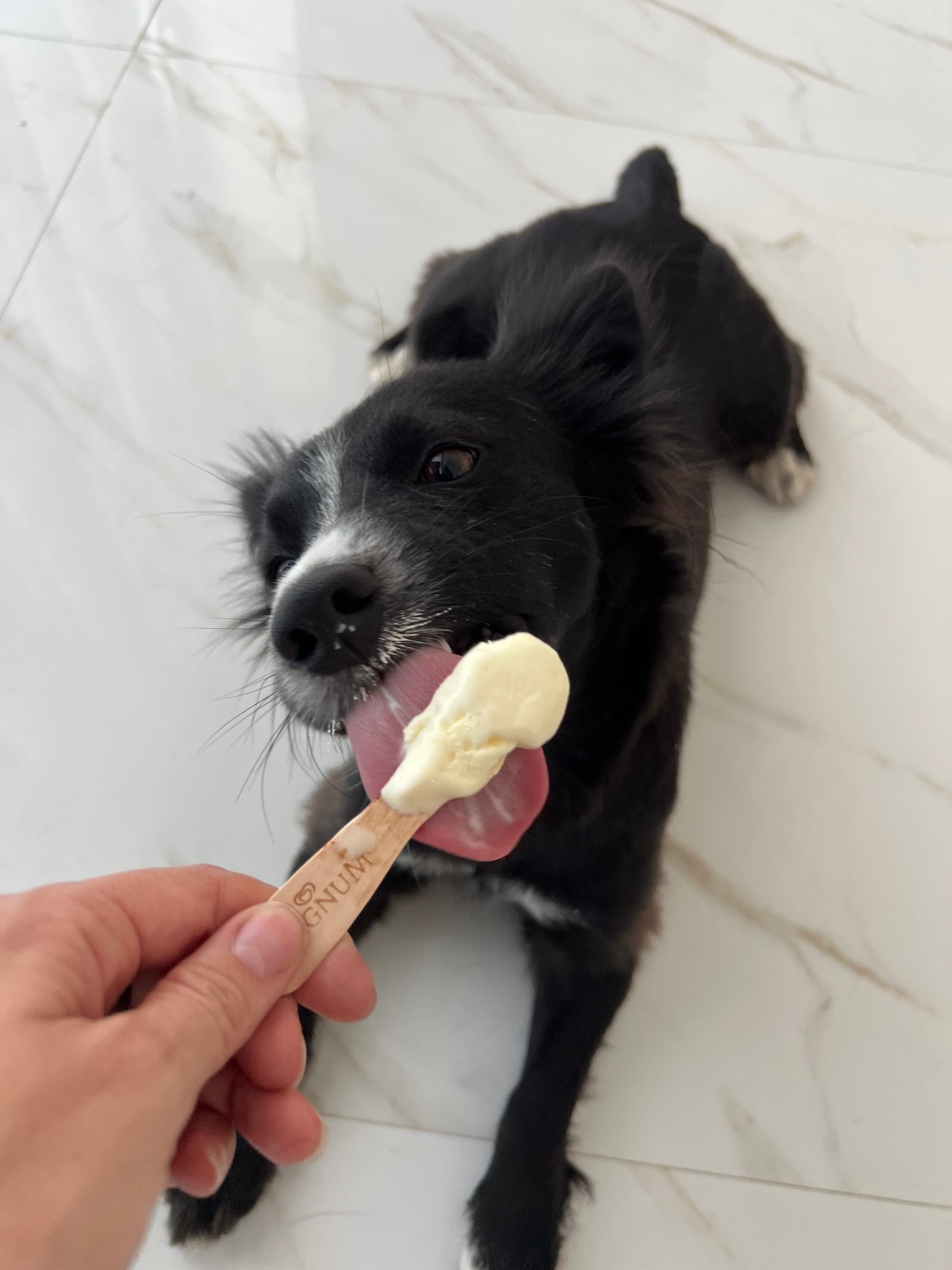 Person feeds frozen treats to black dog indoors