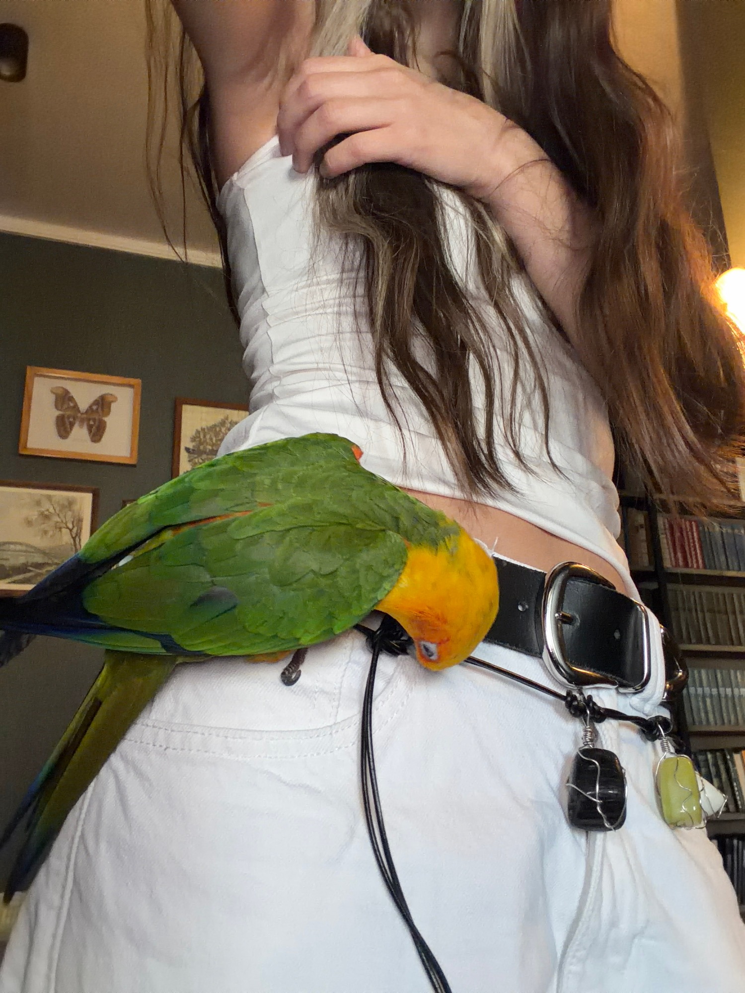 Green and yellow parrot loose in the house