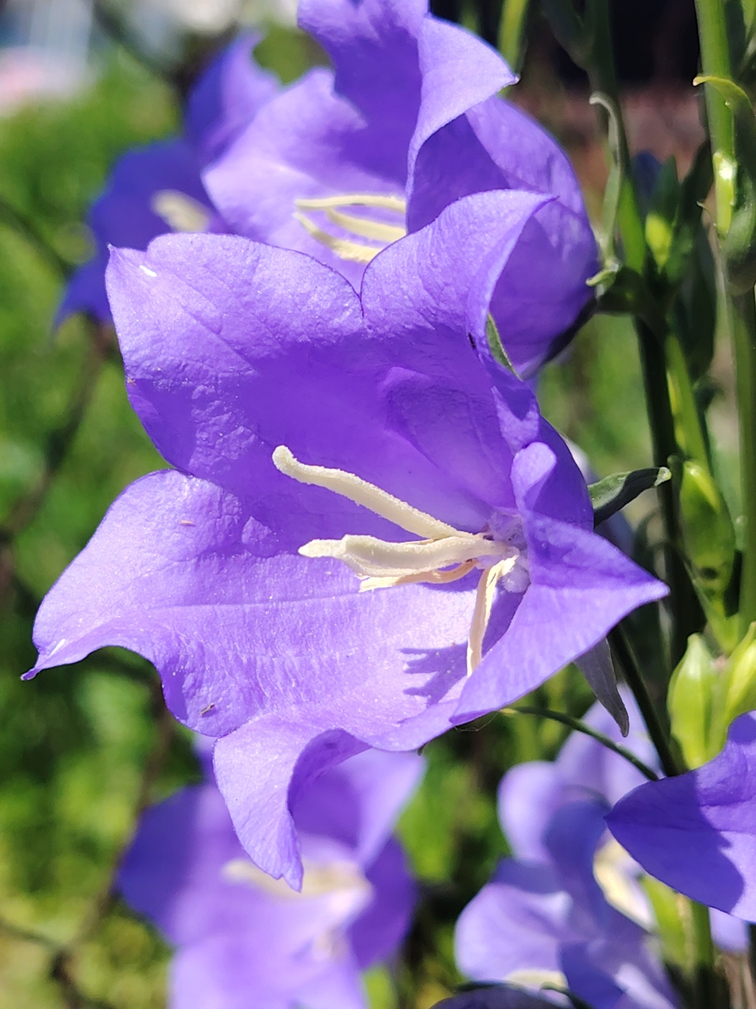 Close-up garden tour through peonies, bellflowers, and seasonal blooms