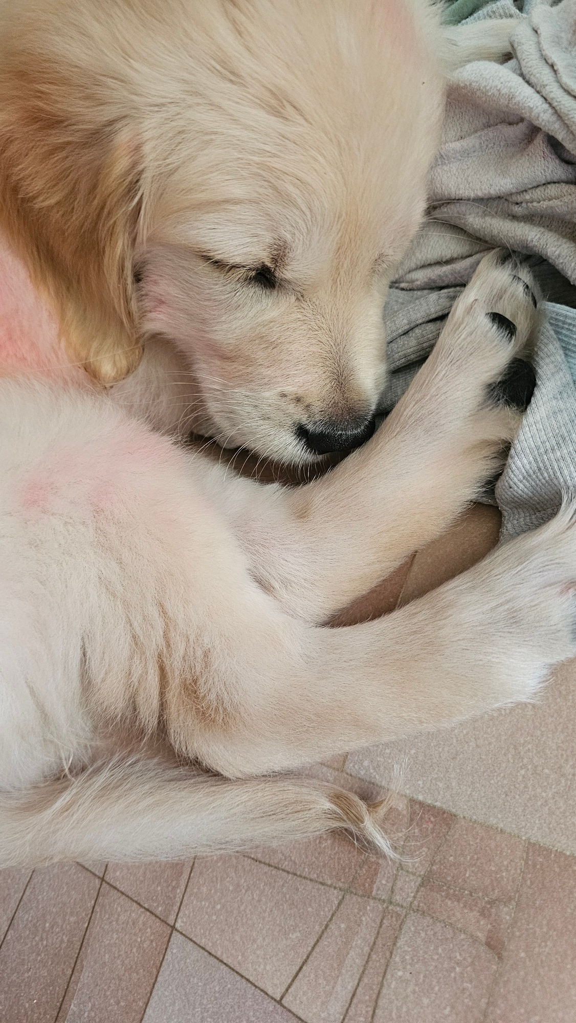 Puppy and child captured in quiet domestic moments