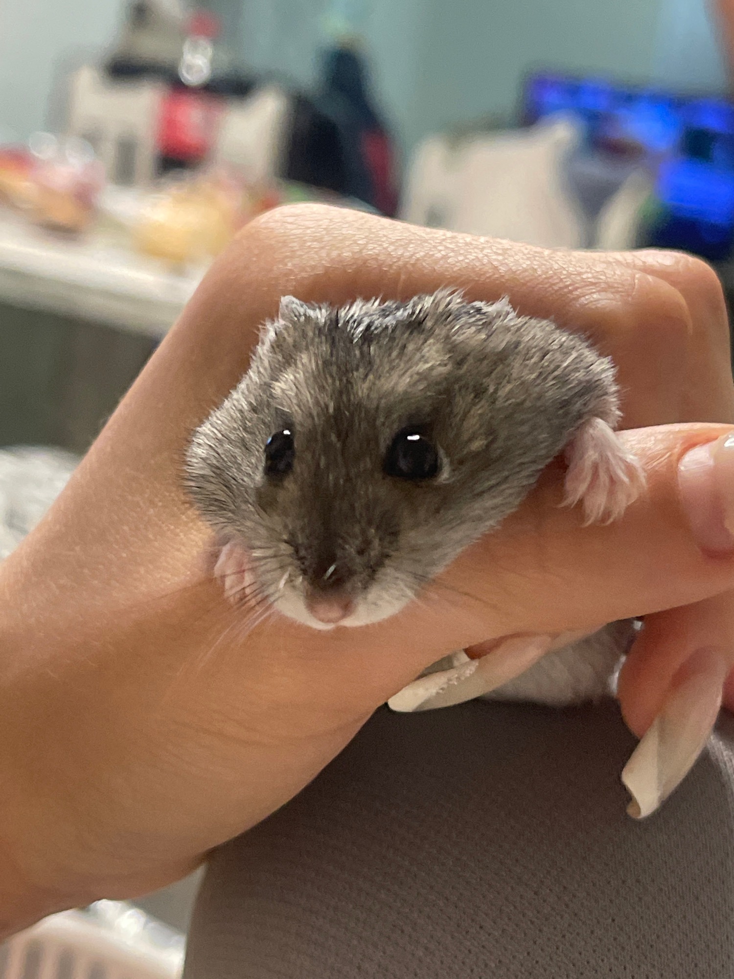 Striped hamster handled and explored up close