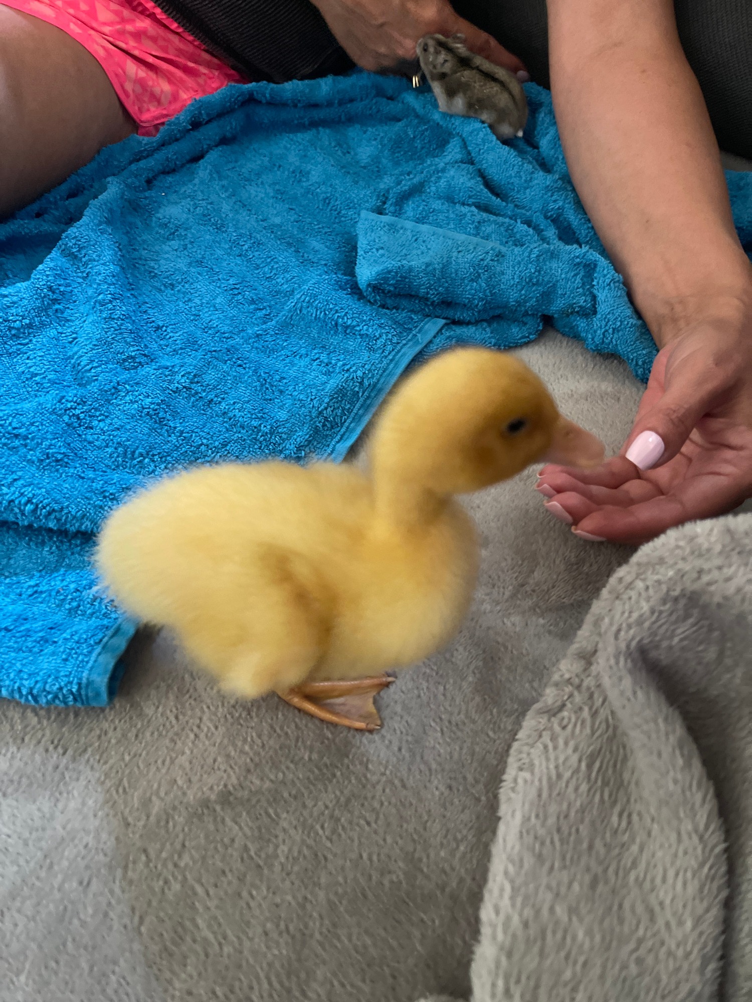 Indoor playtime with duckling and hamster companions