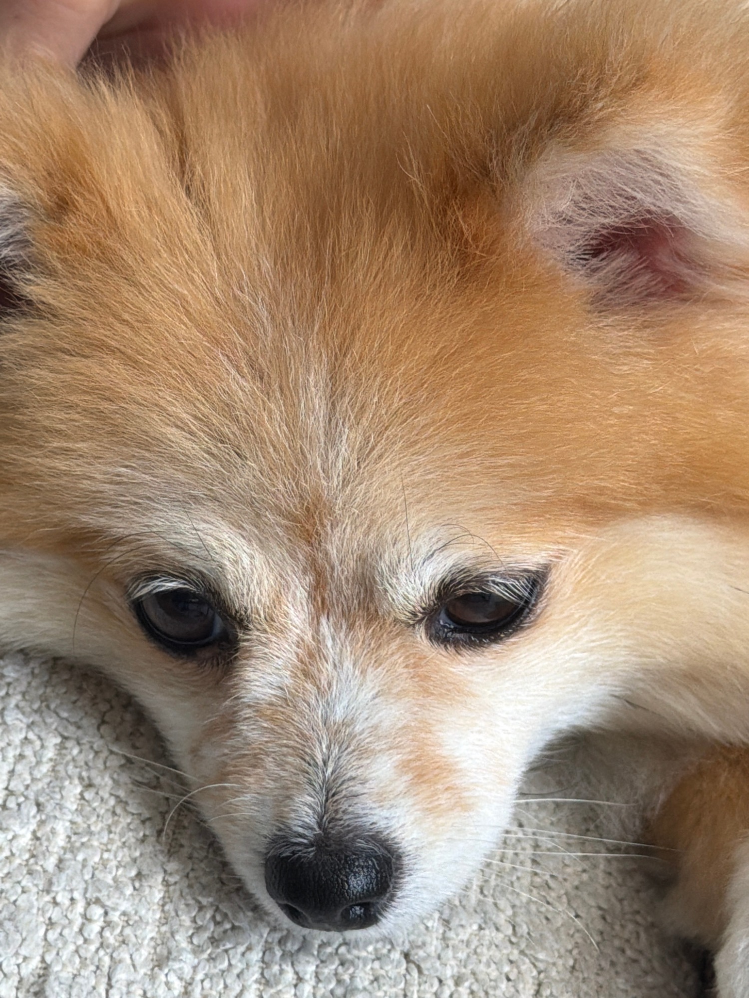Lazy morning at home with a Pomeranian and breakfast