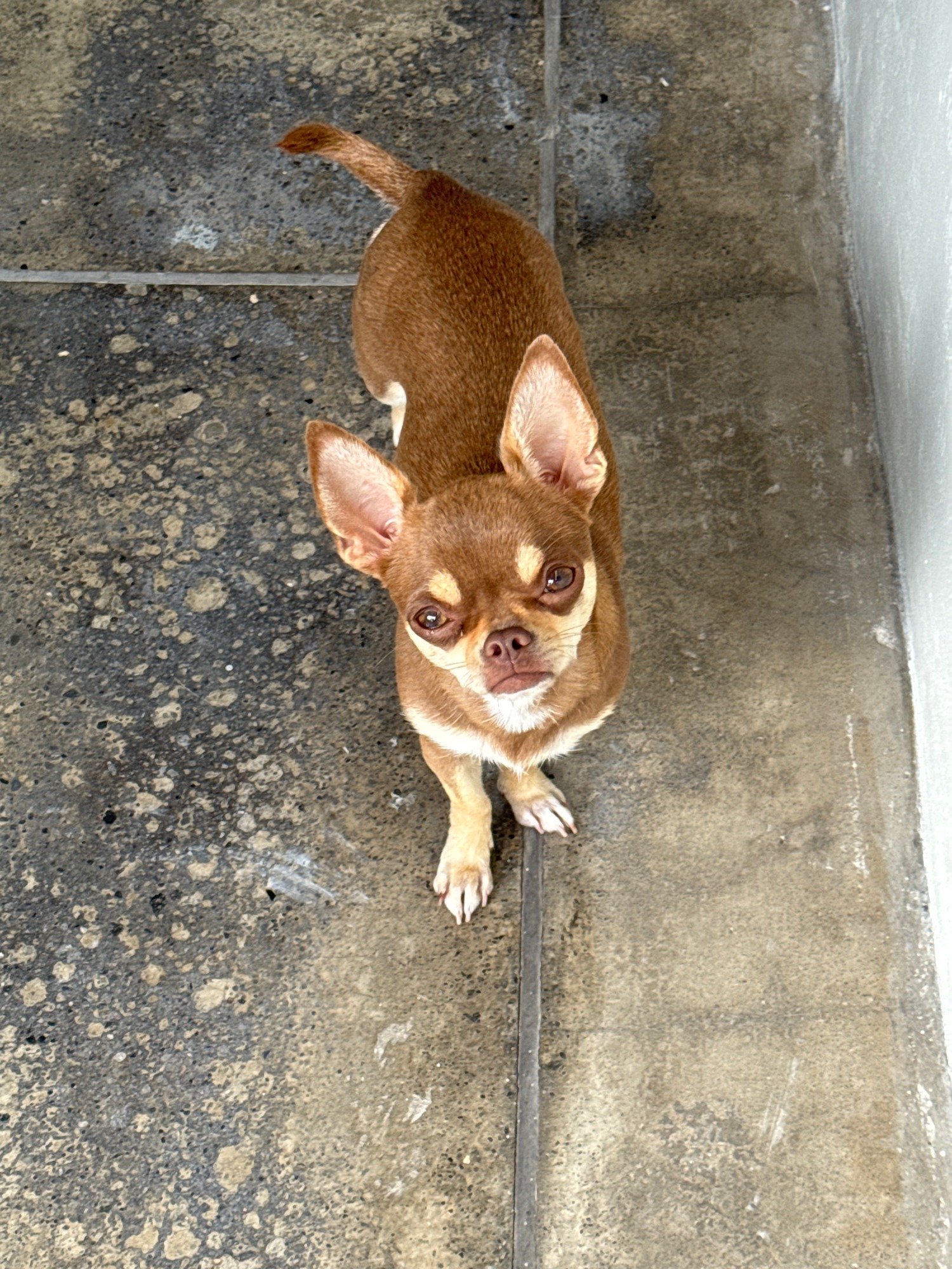 Backyard details: dogs, tropical plants, and a rainy-day view