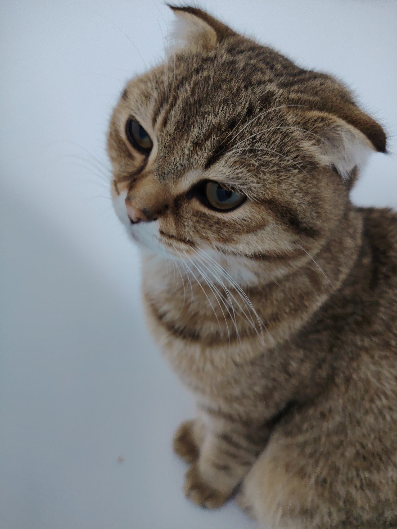 Scottish Fold cat and guinea pig in a cozy home setting