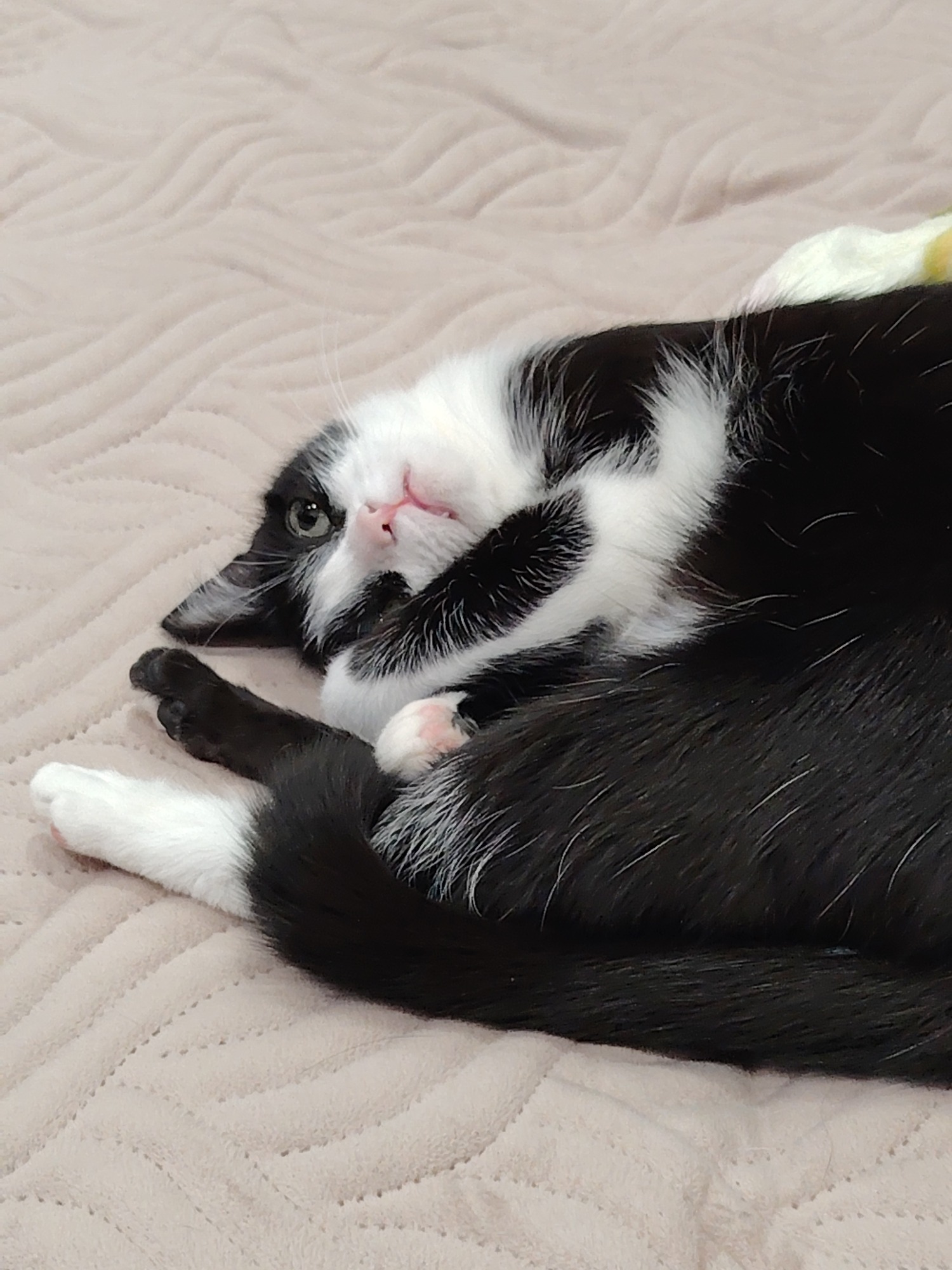 The Secret Lives of Domestic Felines