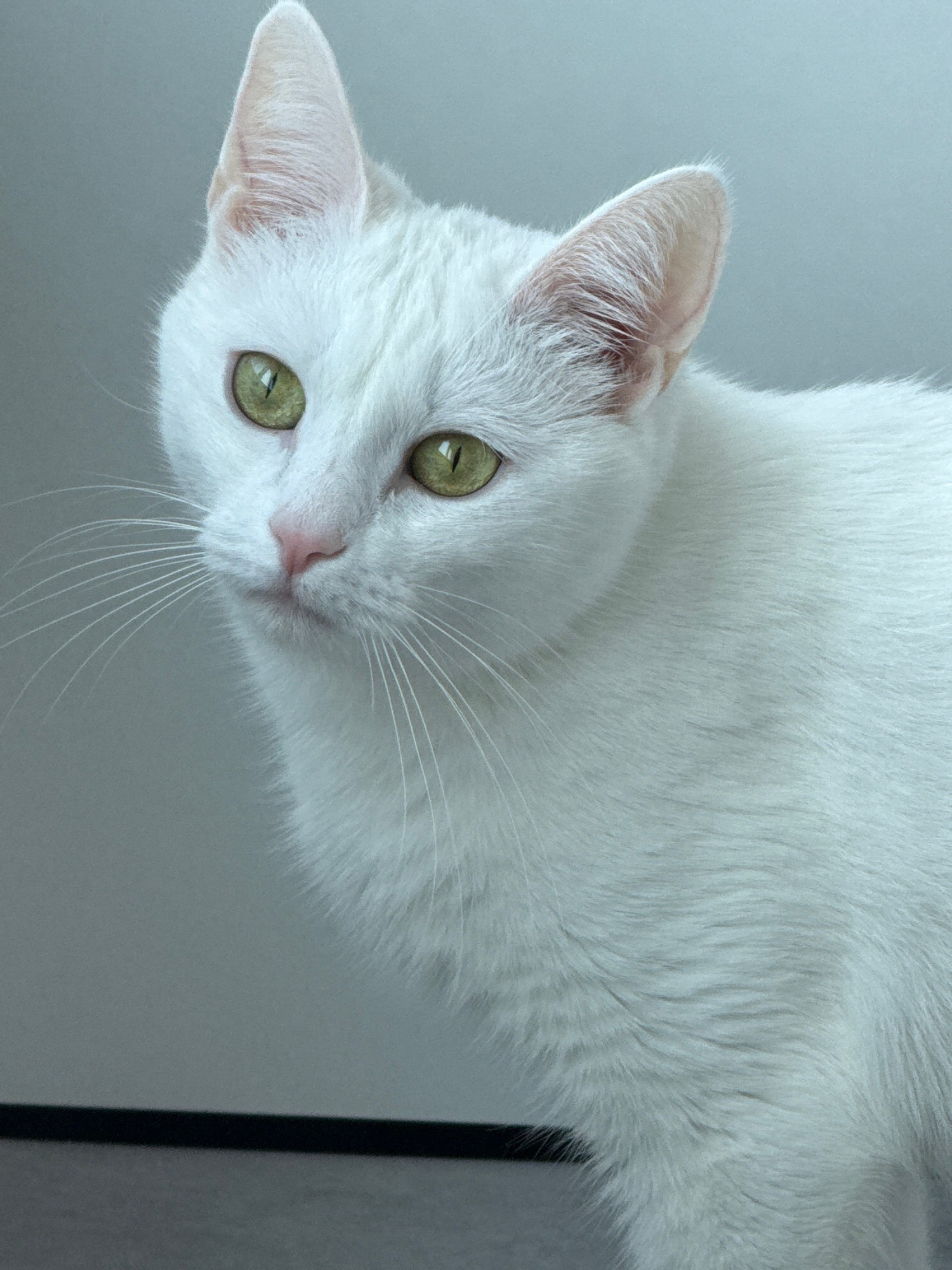White cat, houseplants, and shelf decor at home