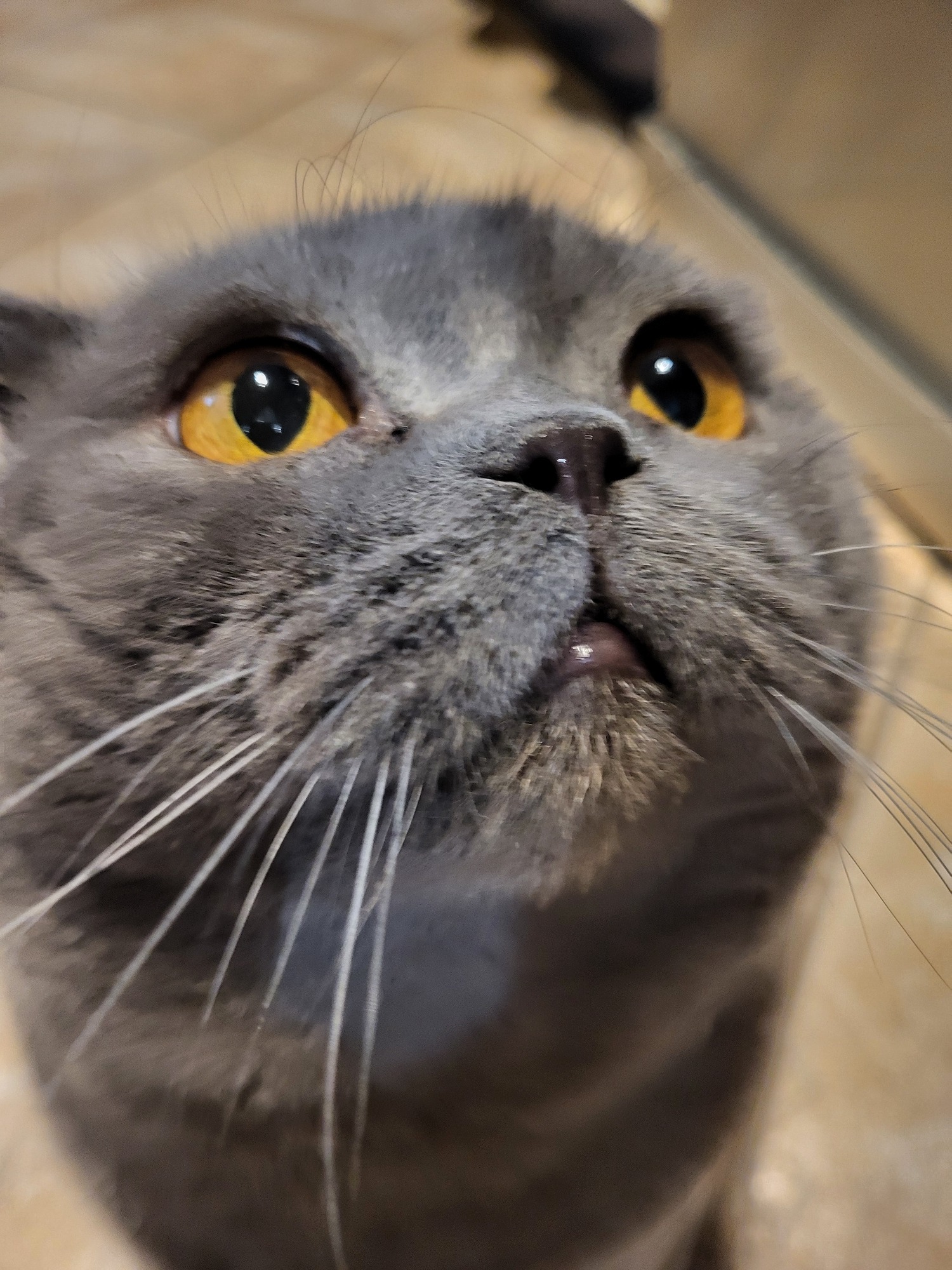 Feline Gaze: A Portrait of Neighbourhood Charm