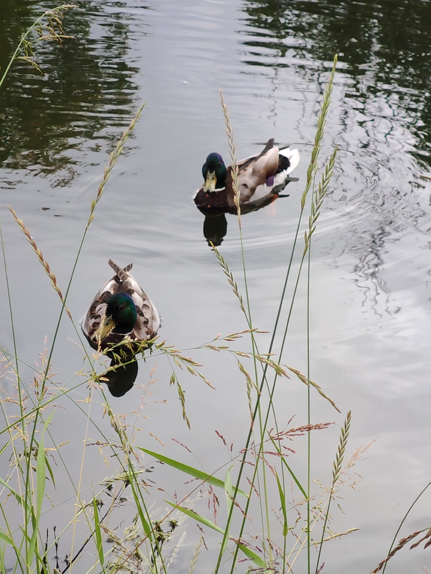 Mallards drifting through reedy water on an overcast day