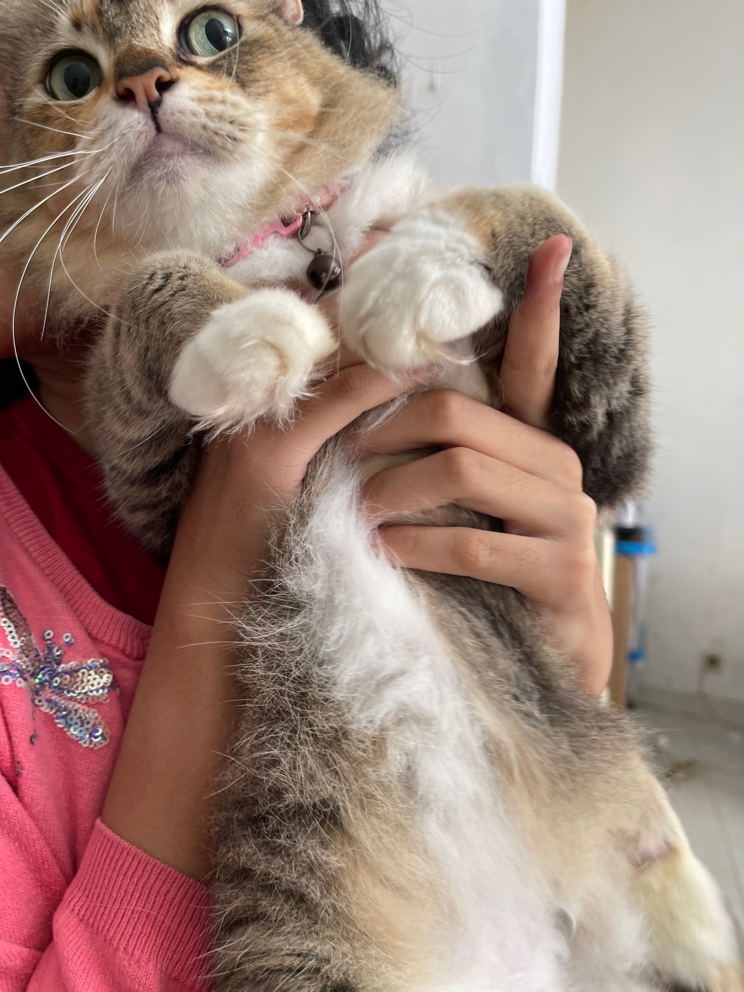 A day full of cats, chickens, and casual street life