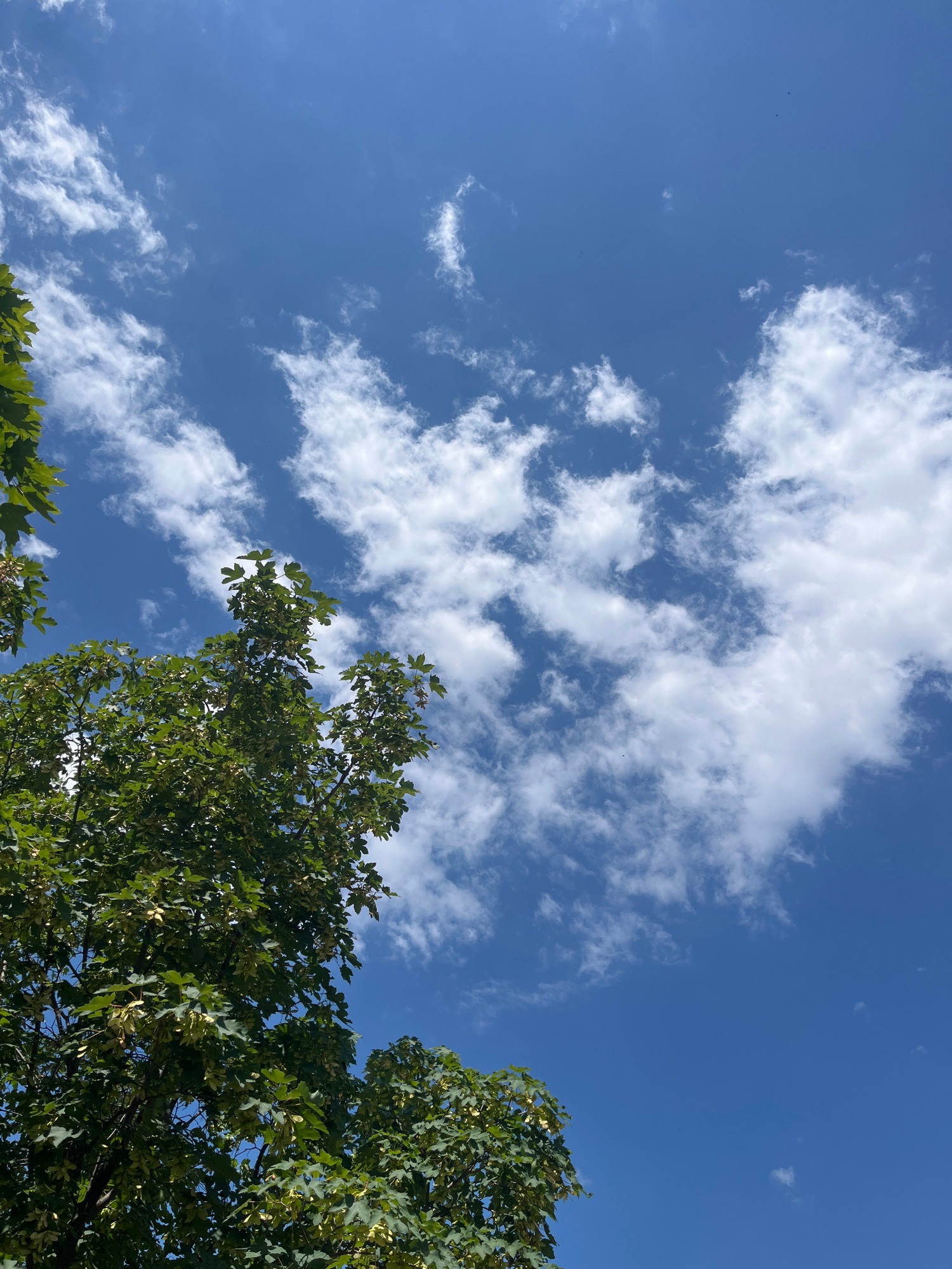 Looking up through tree canopy into a bright blue sky
