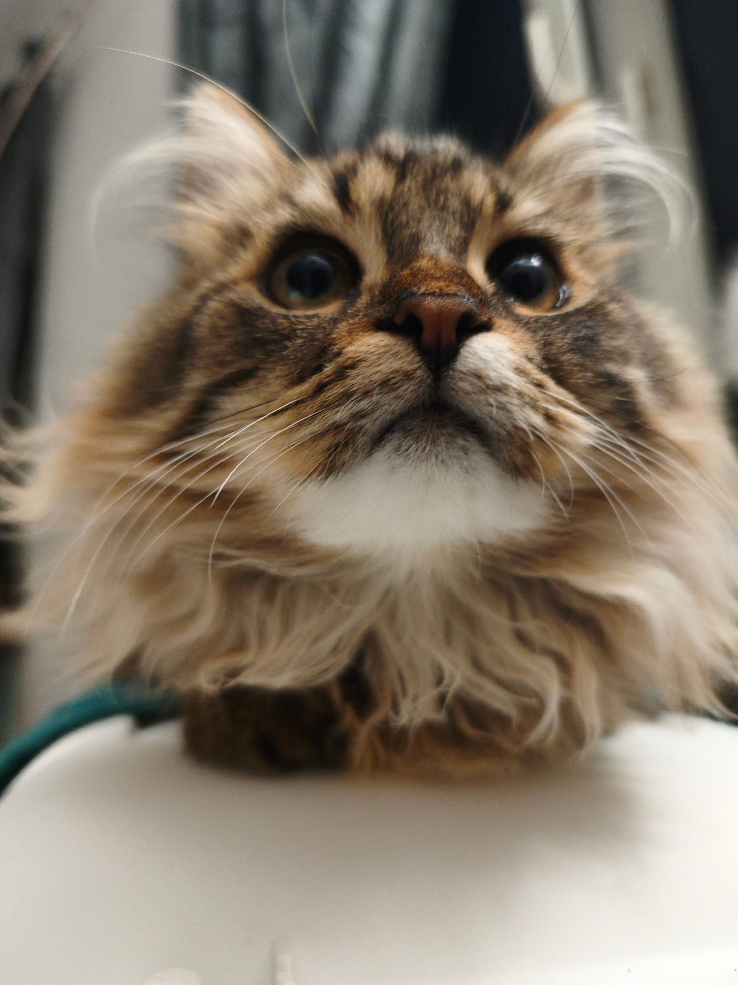 The Quiet Drama of Feline Expressions