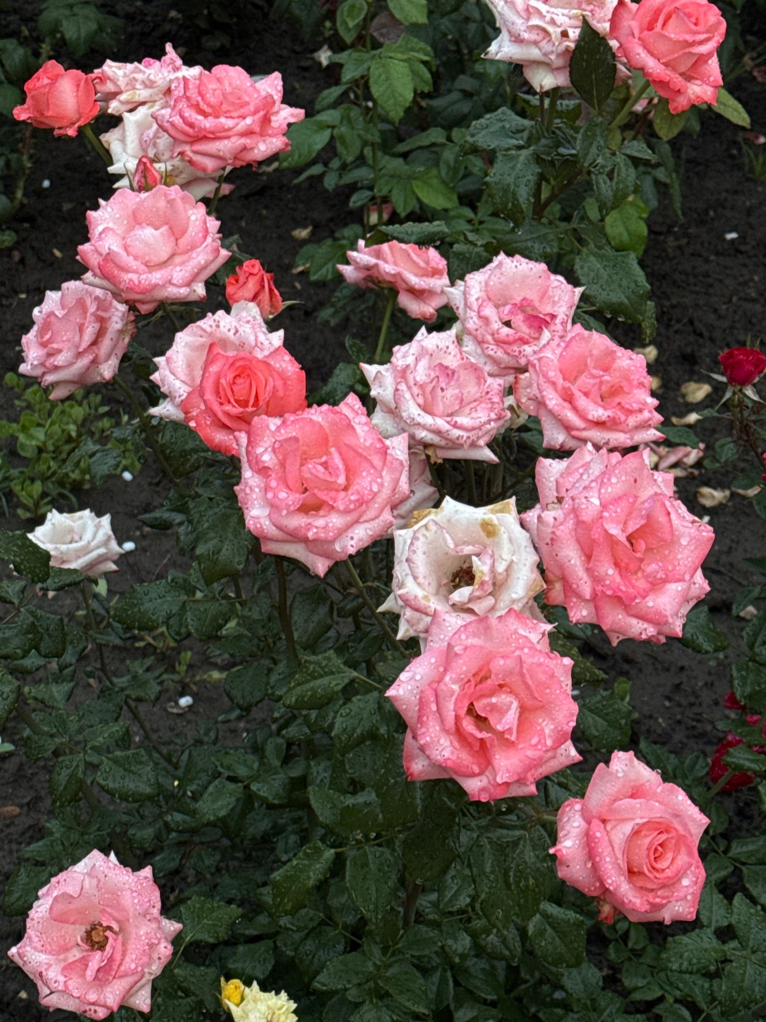 Amusement park afternoon: rides, roses, and selfies at dusk