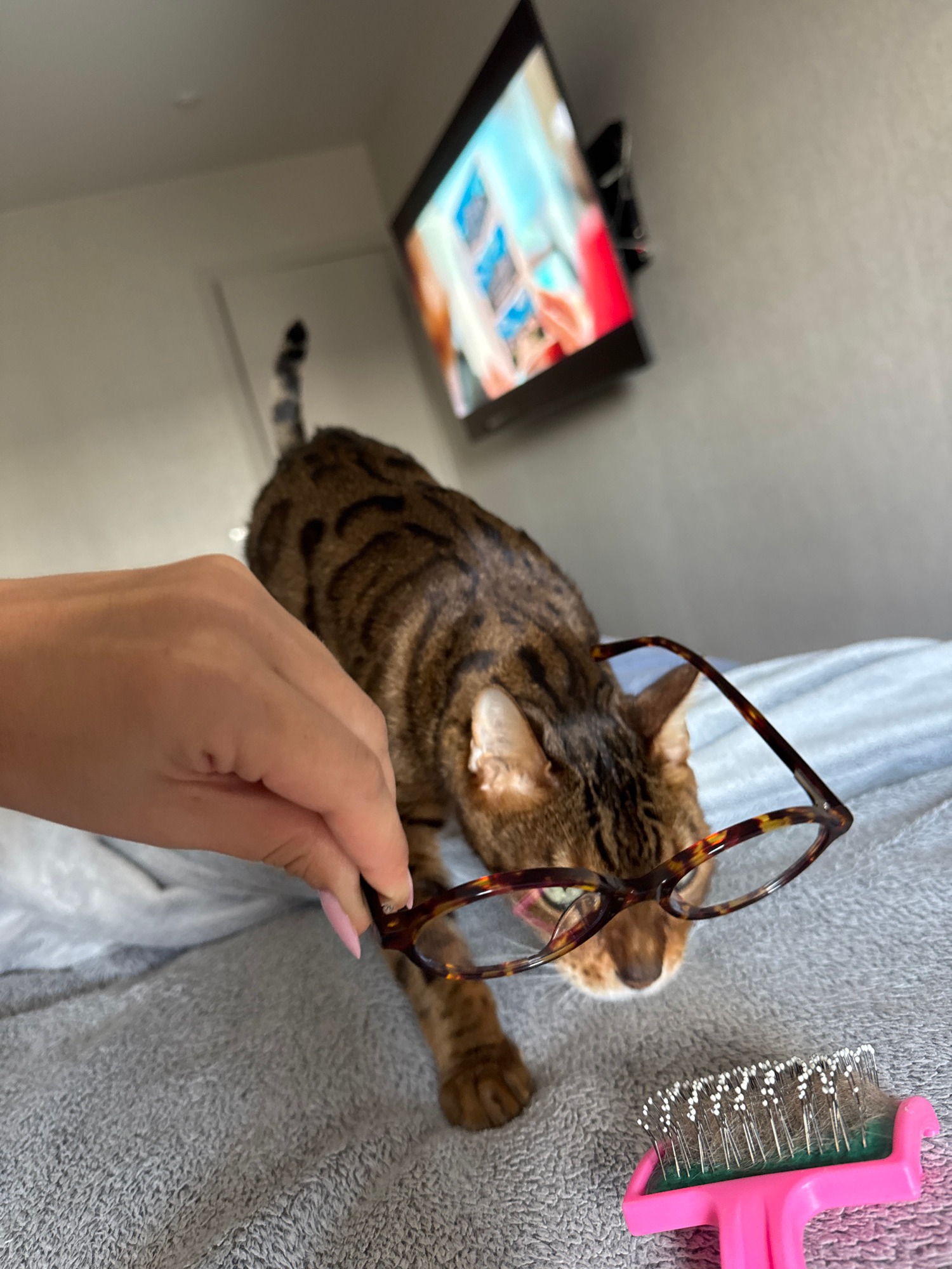 Bengal cat models tortoiseshell glasses in playful eyewear promo