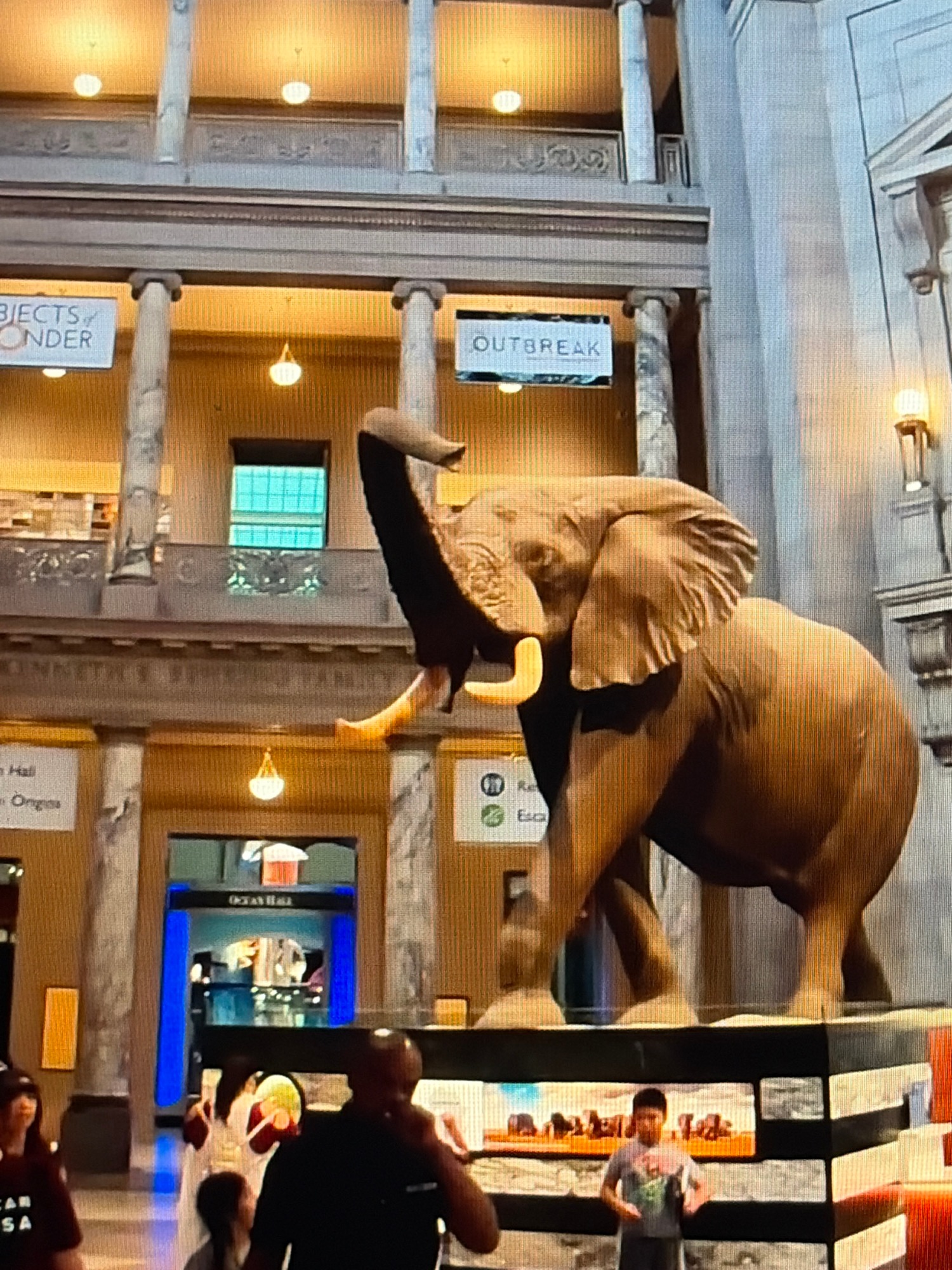 Natural history museum exploration: elephants, sharks, and ocean hall