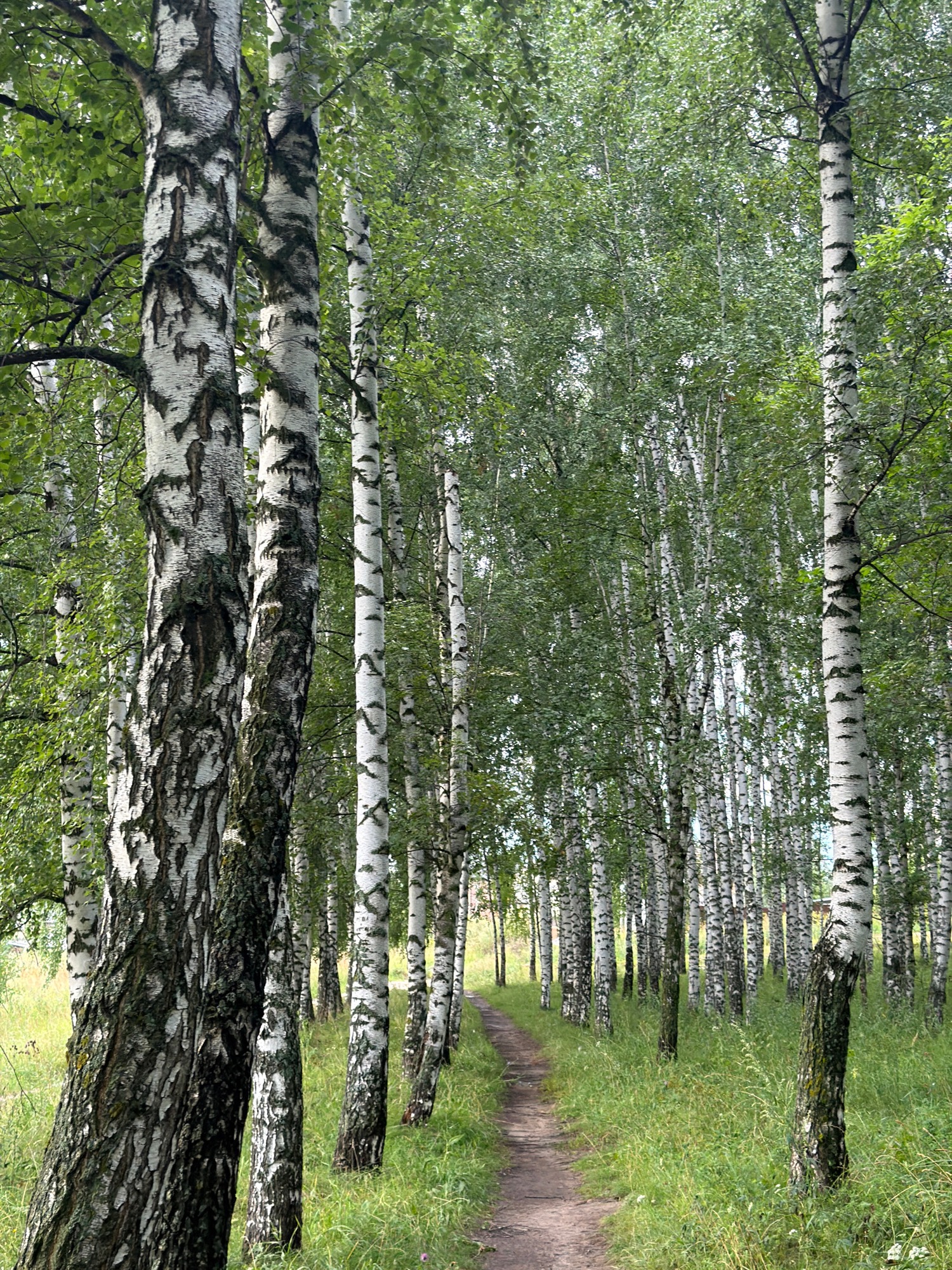 Forest paths weaving between birch groves and urban apartment blocks