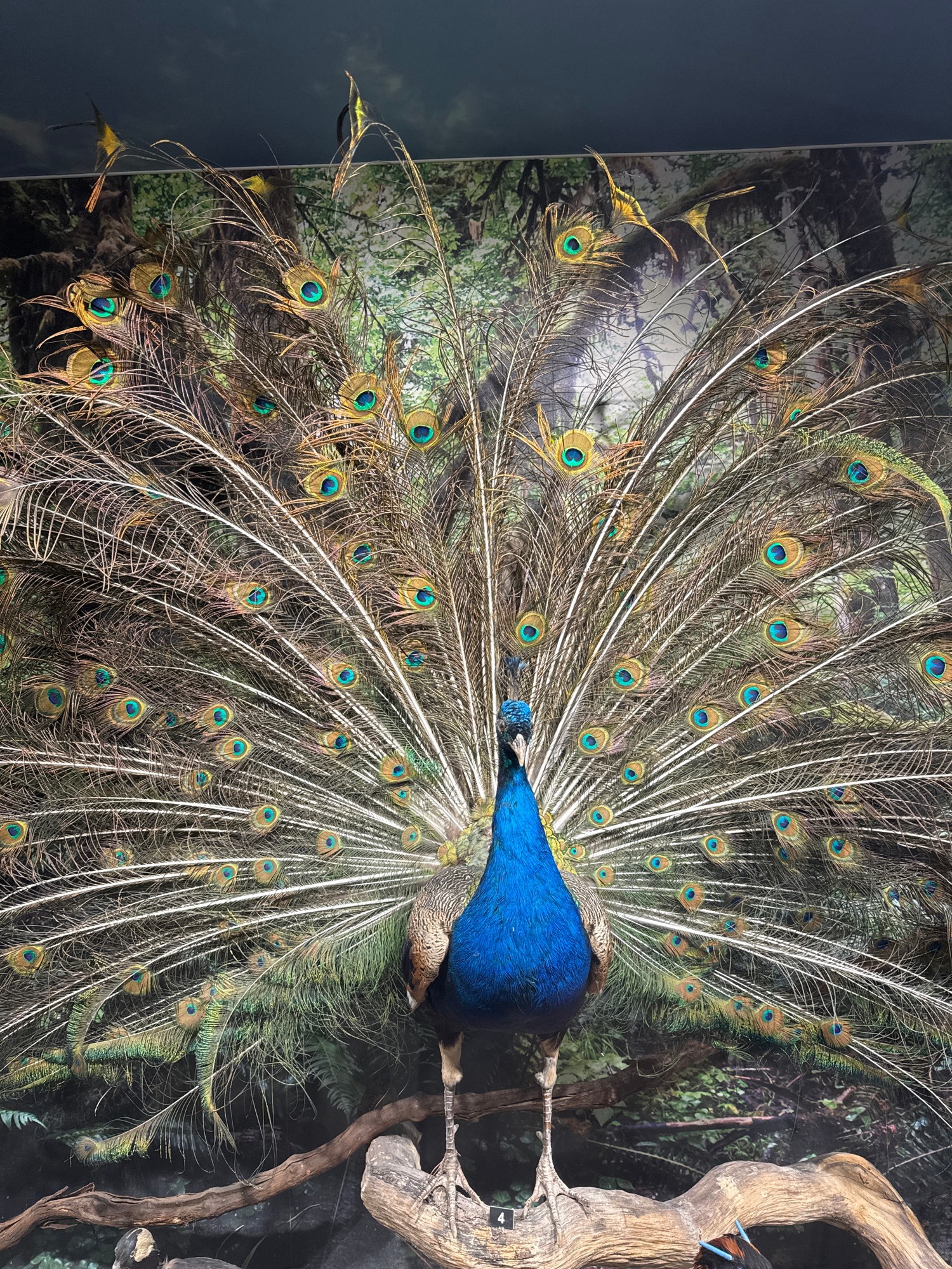 Taxidermied peacock with fanned tail feathers captured on display