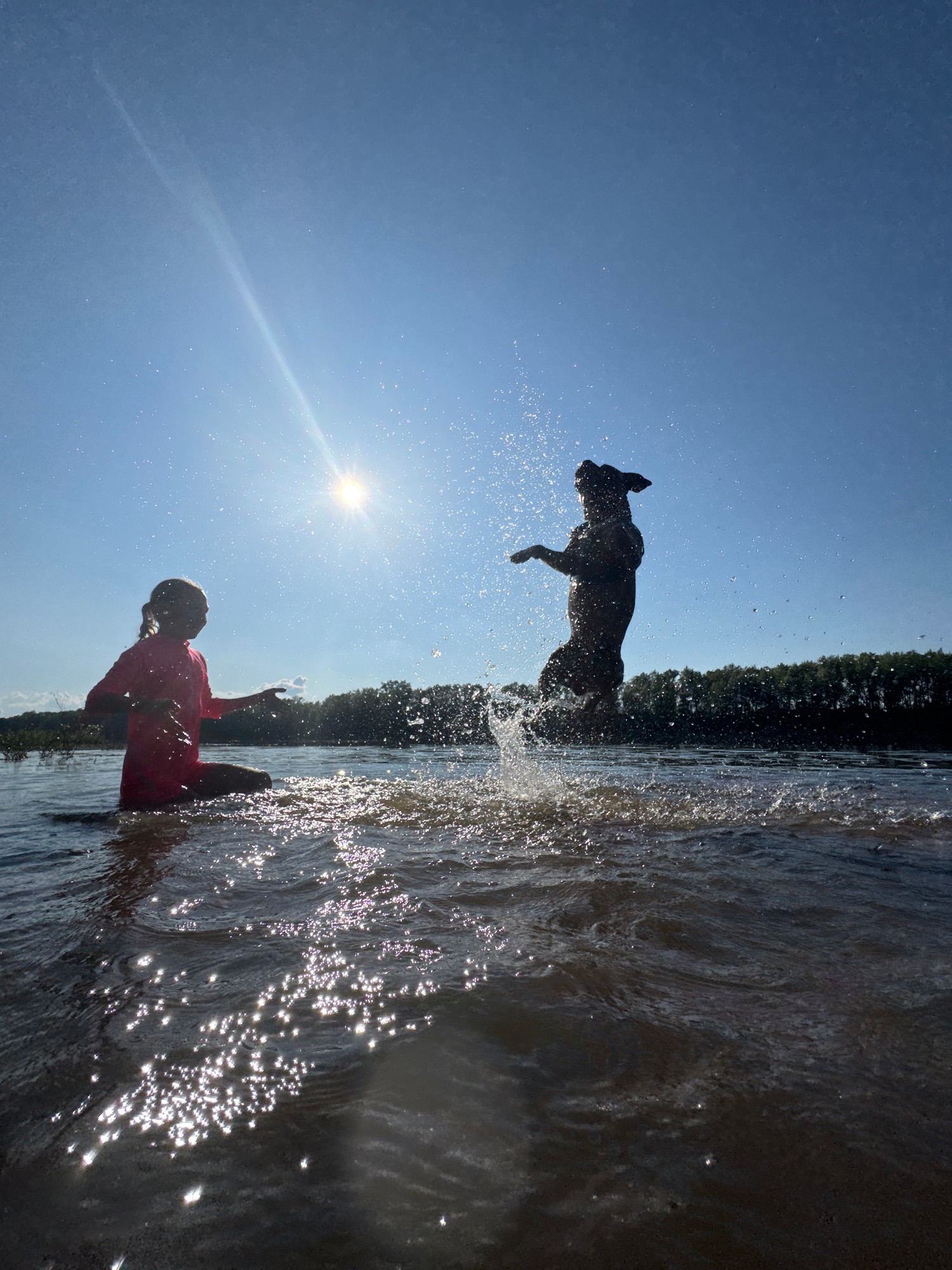 Dog leaps and splashes in sunlit water on a bright afternoon.