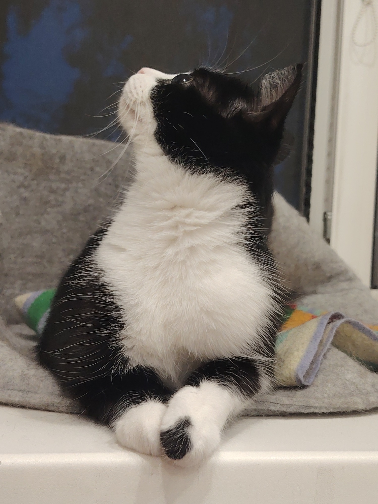 Cats at home, doing cat things
