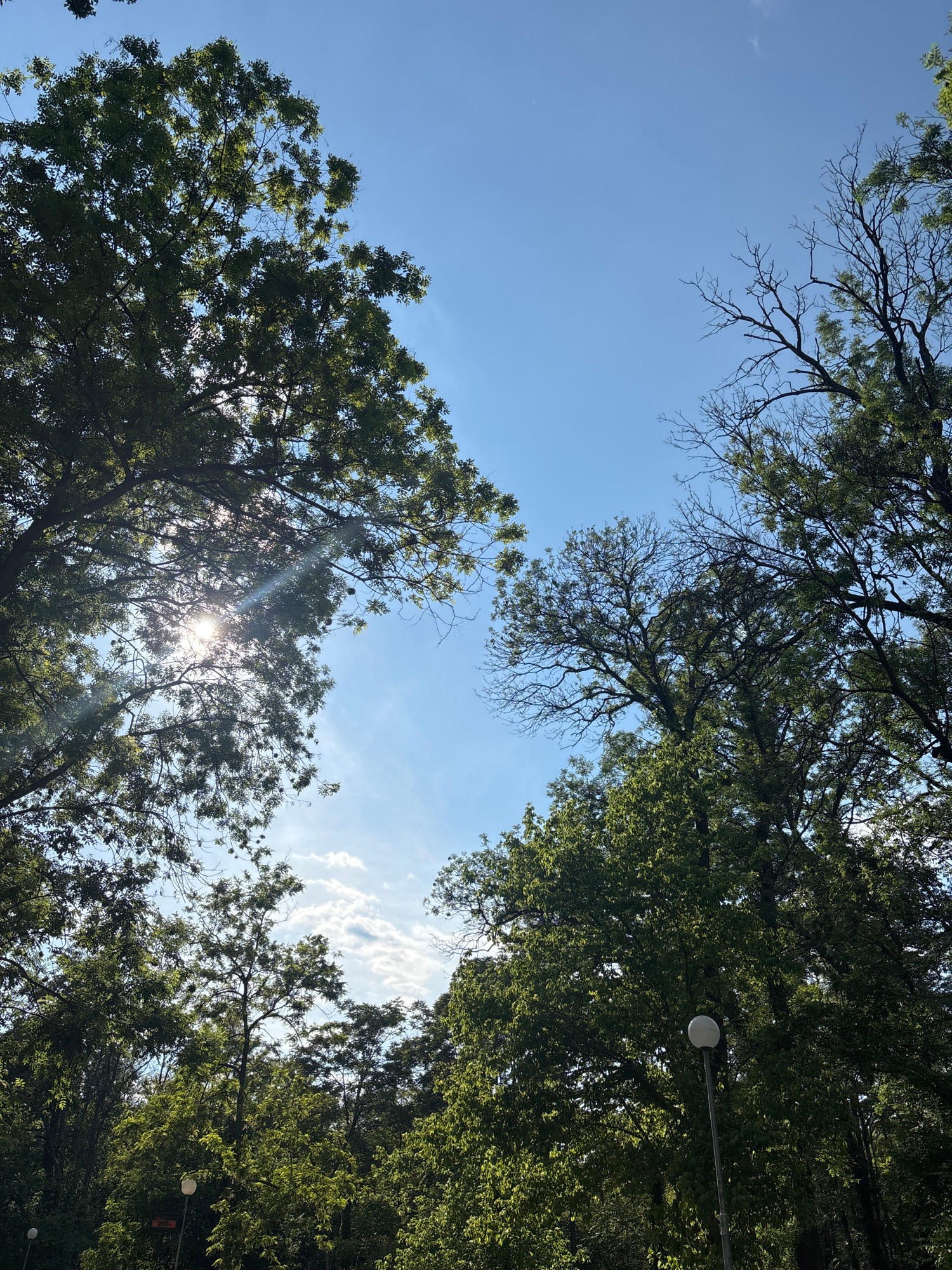 Sky view through trees captured by witness
