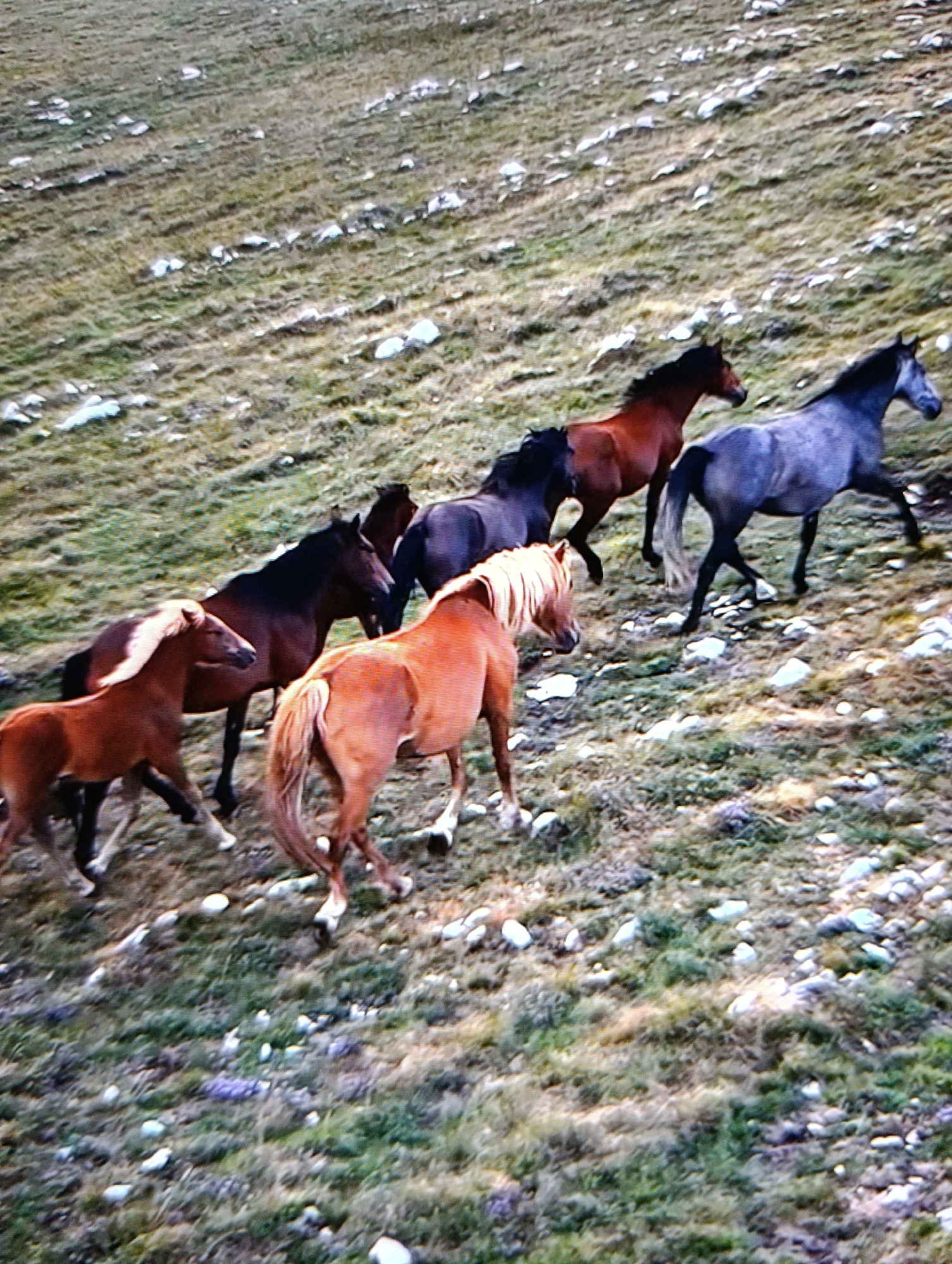 Nature's Tapestry: A Glimpse into the Wild's Diverse Lives