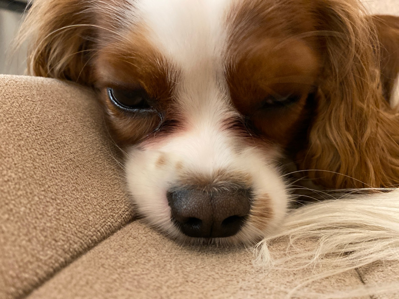 Cavalier King Charles Spaniel resting, eyes heavy and red-rimmed