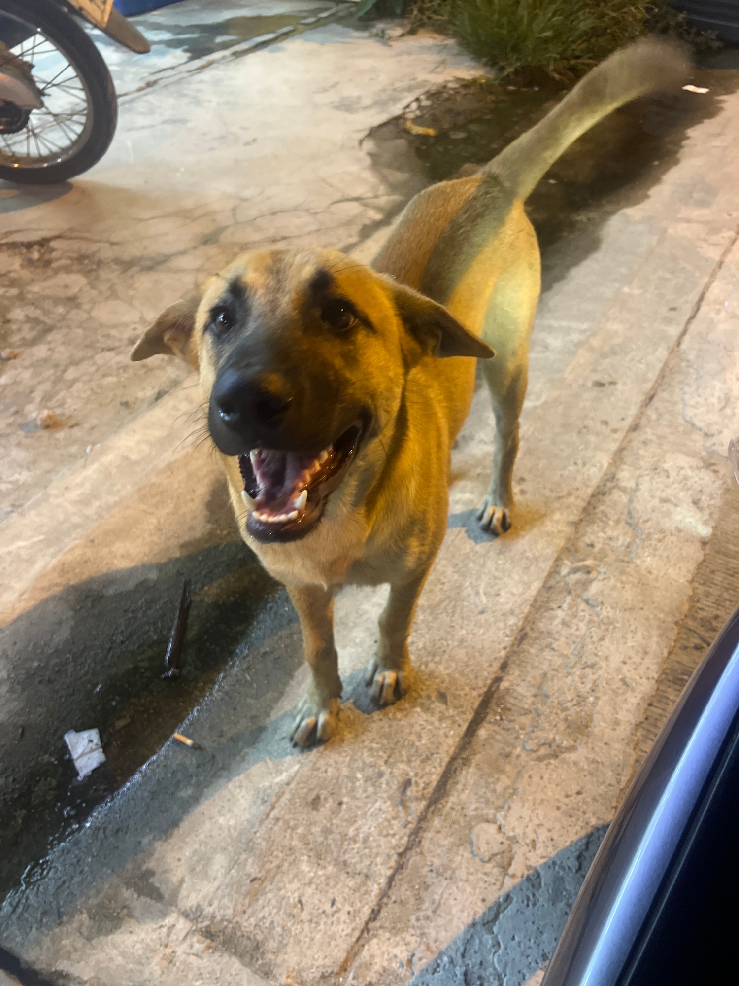 A laid-back day around a Thai neighborhood — food, plants, and pets