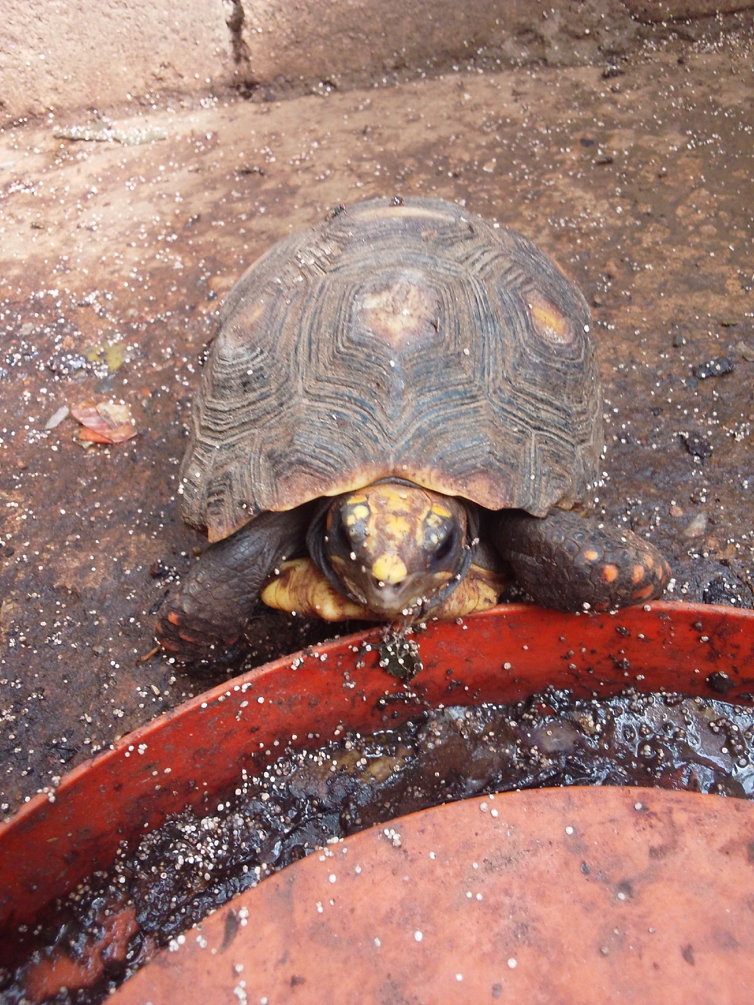 Tortoises, turtles, and backyard animals in casual close-up