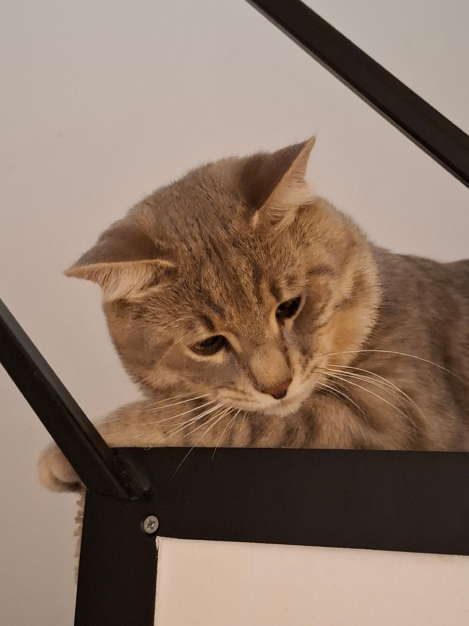 Tabby cat's evening at home, from naps to playtime