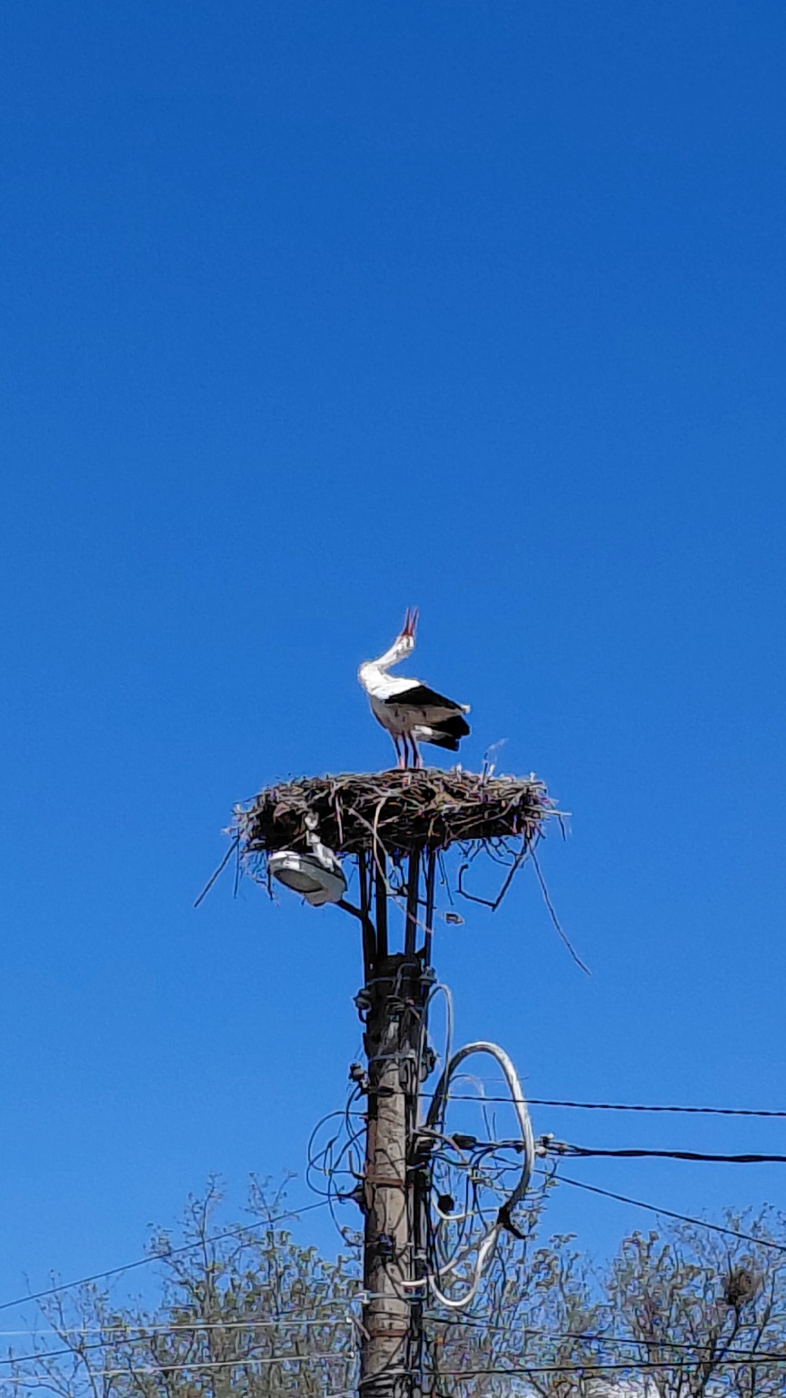 Storks Adapt: Nests on Urban Utility Poles