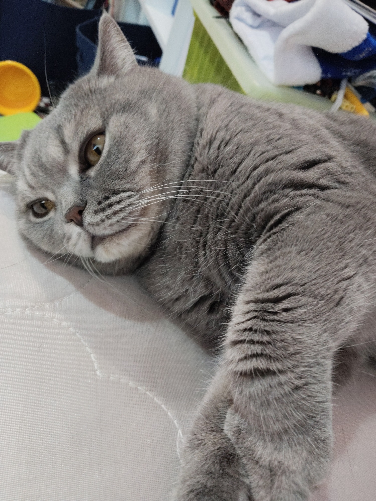 Gray cat observed resting indoors amid toys and decorations