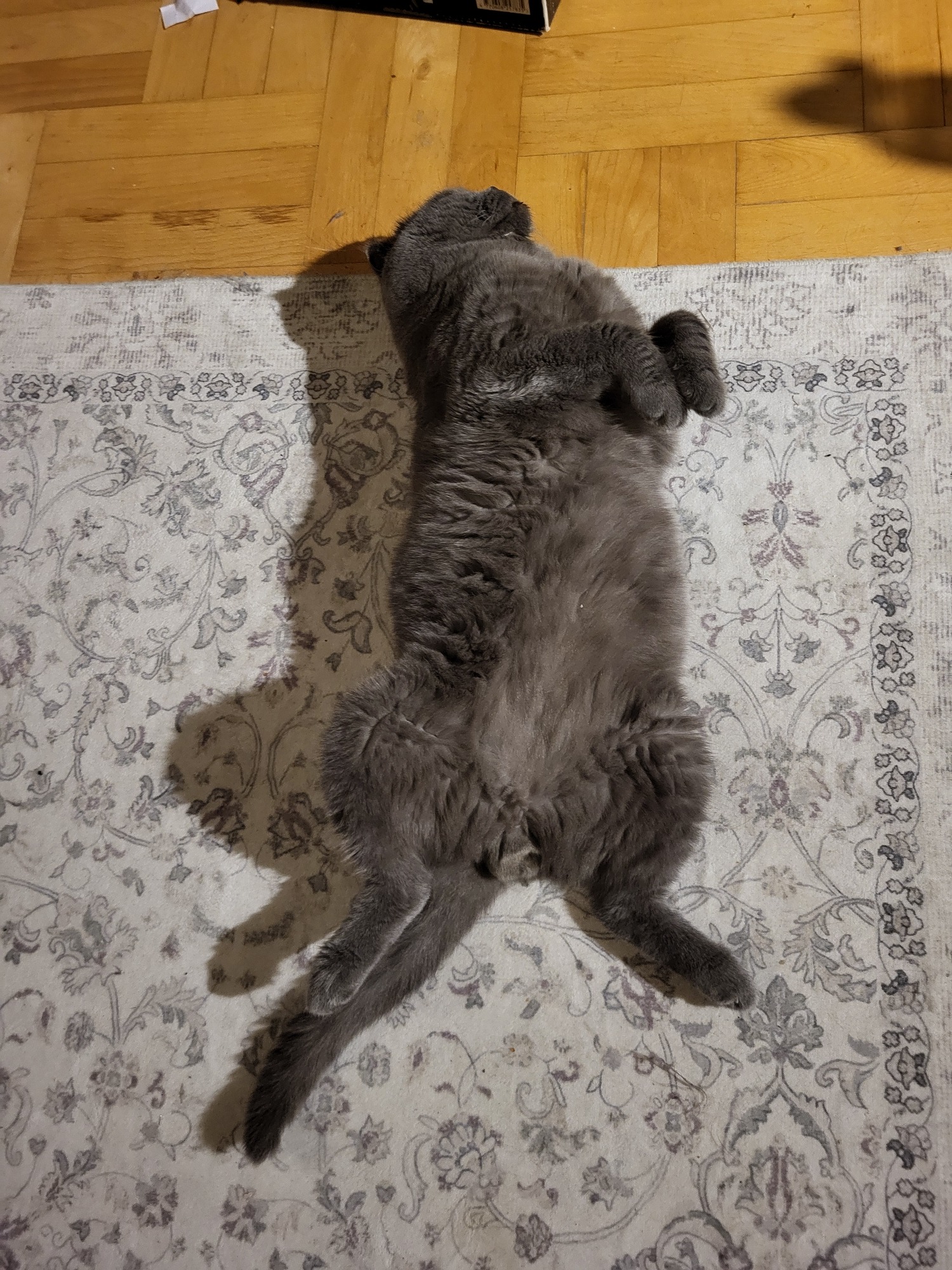 Inside the Gentle World of the Scottish Fold