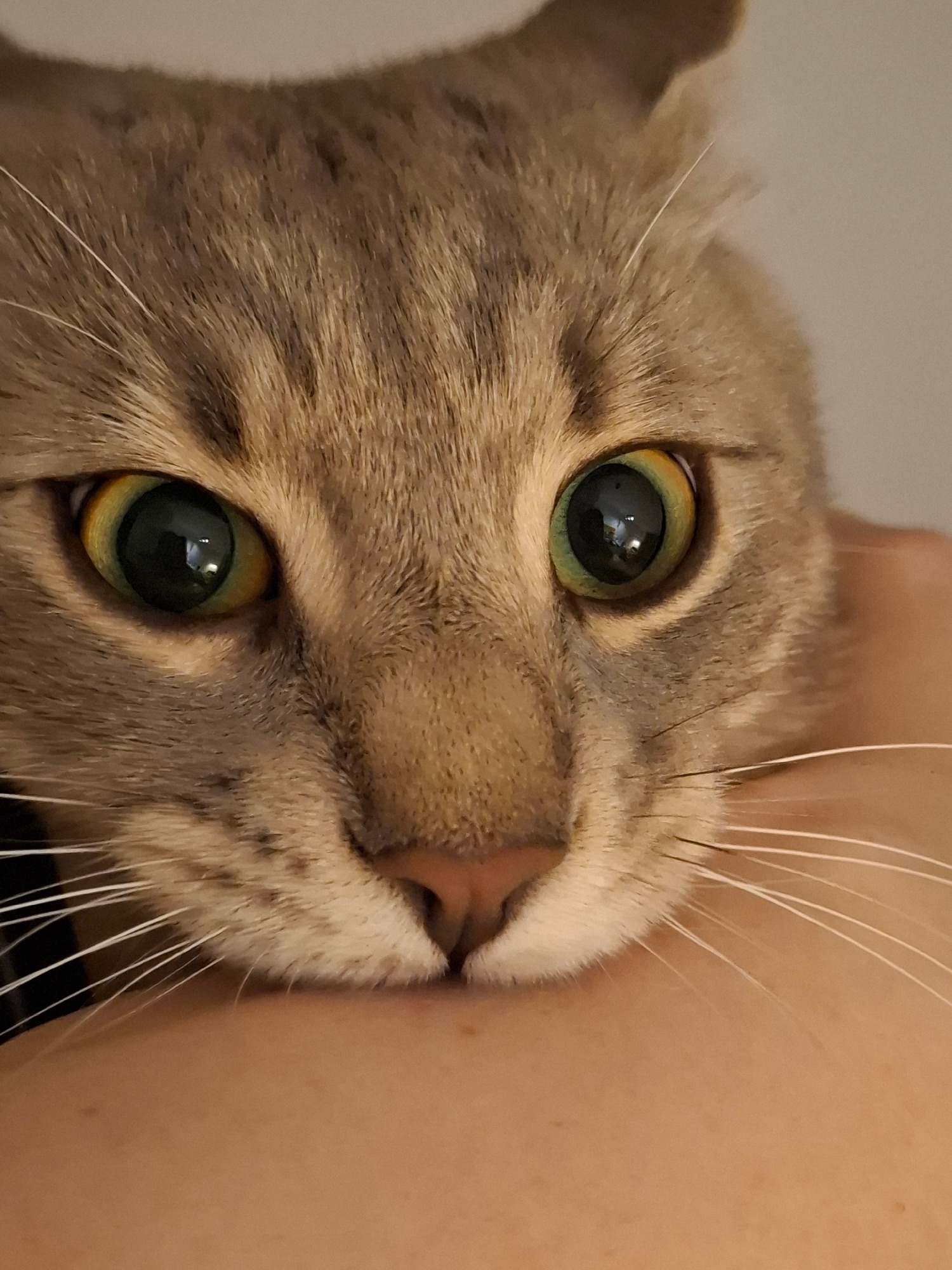 Tabby cat at home, caught in a few casual moments
