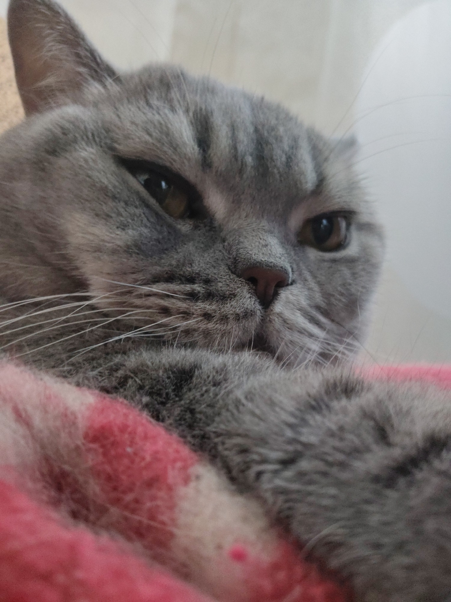 Sleepy British Shorthair cat, cozy blankets, and classic landscape paintings