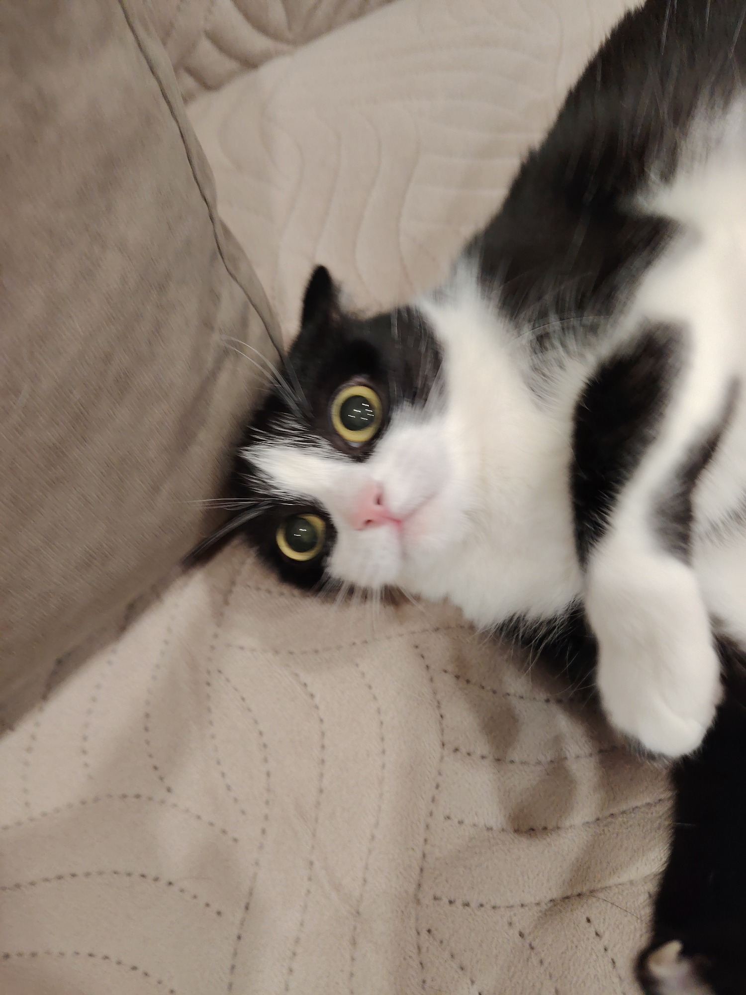 Cats lounging, rolling, and grooming across blankets and floors