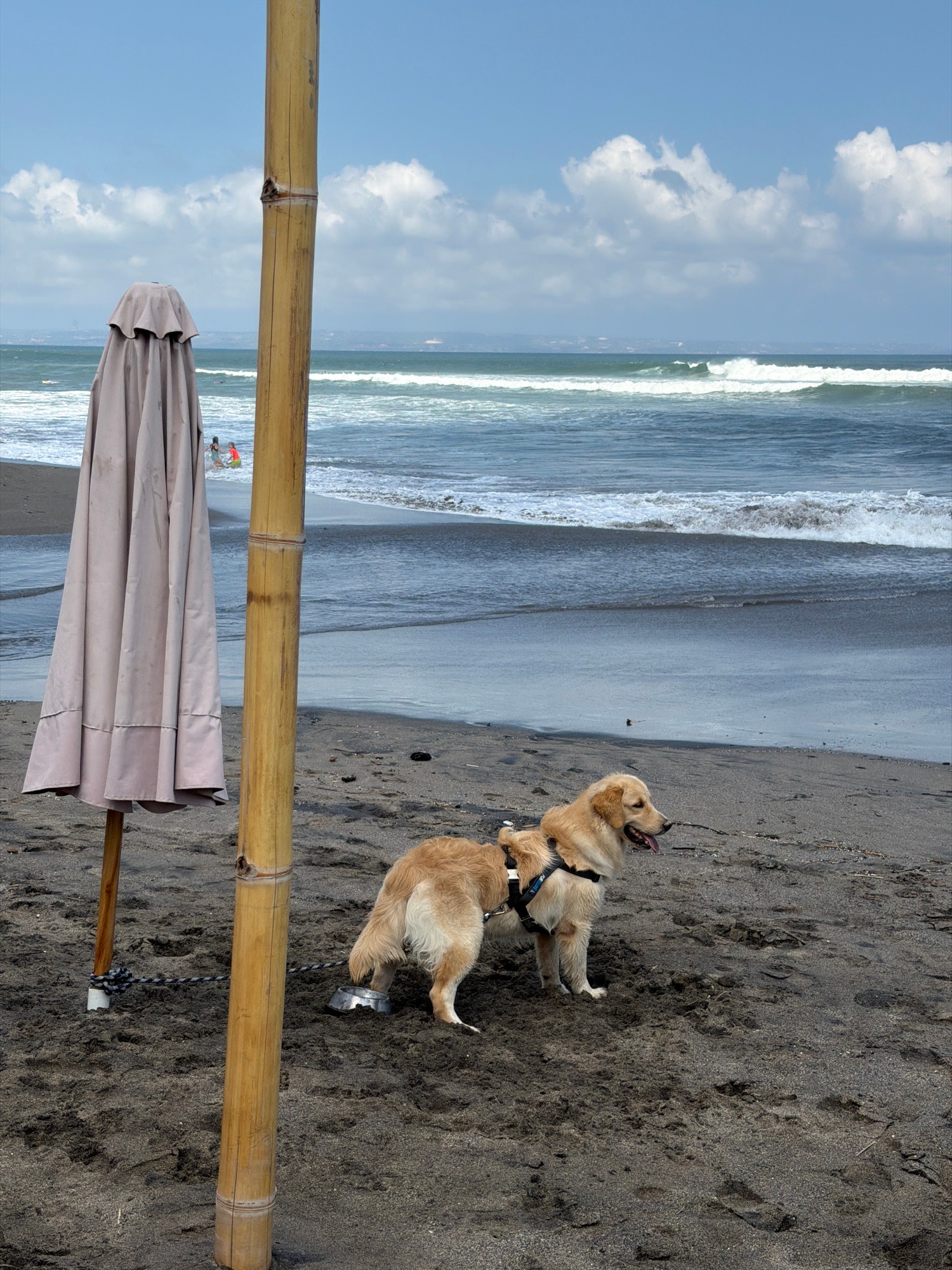 Lazy beach club morning with dogs, umbrellas, and ocean views.