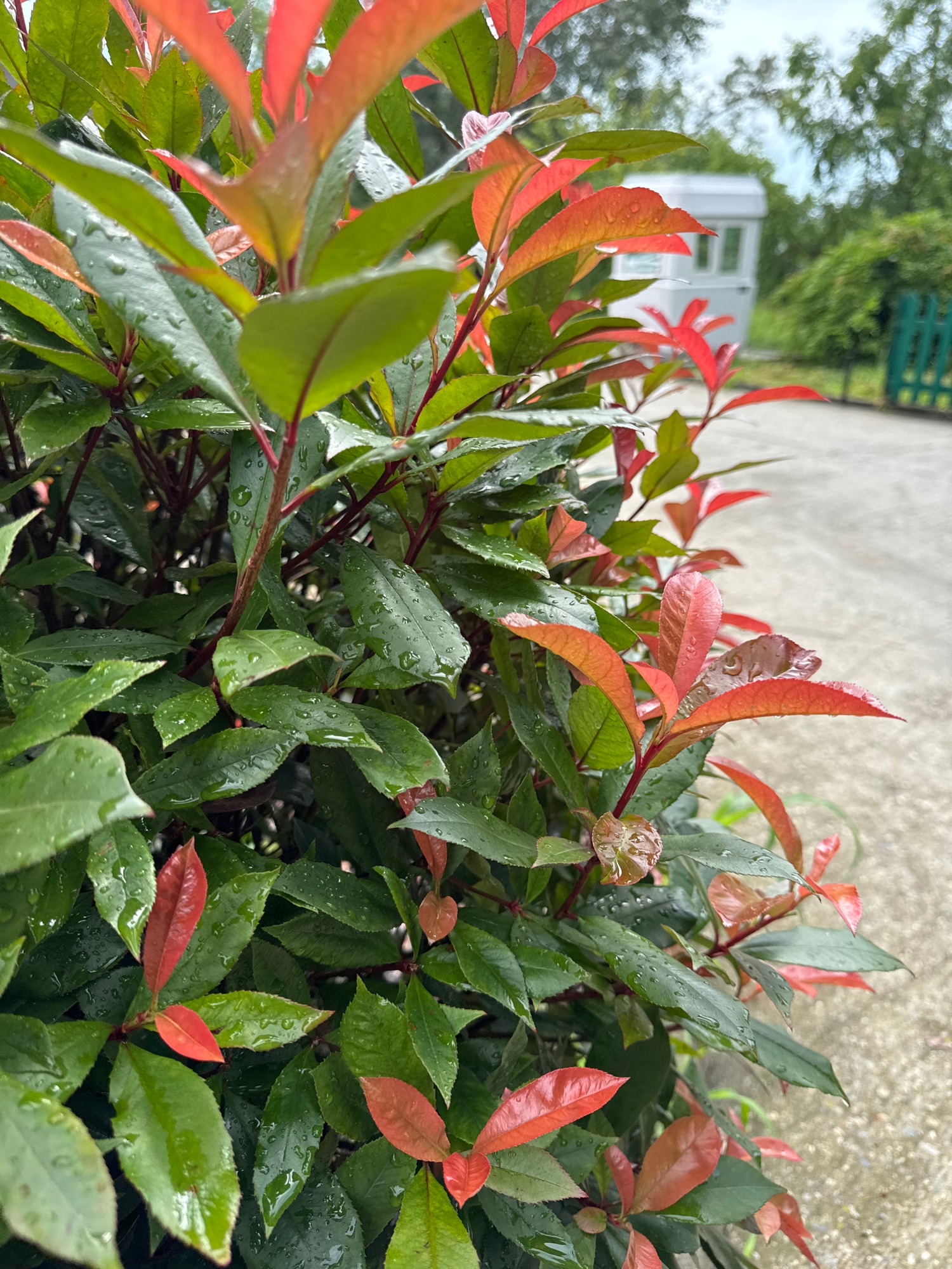 Rainy morning tour of Stalin's Dacha and its gardens