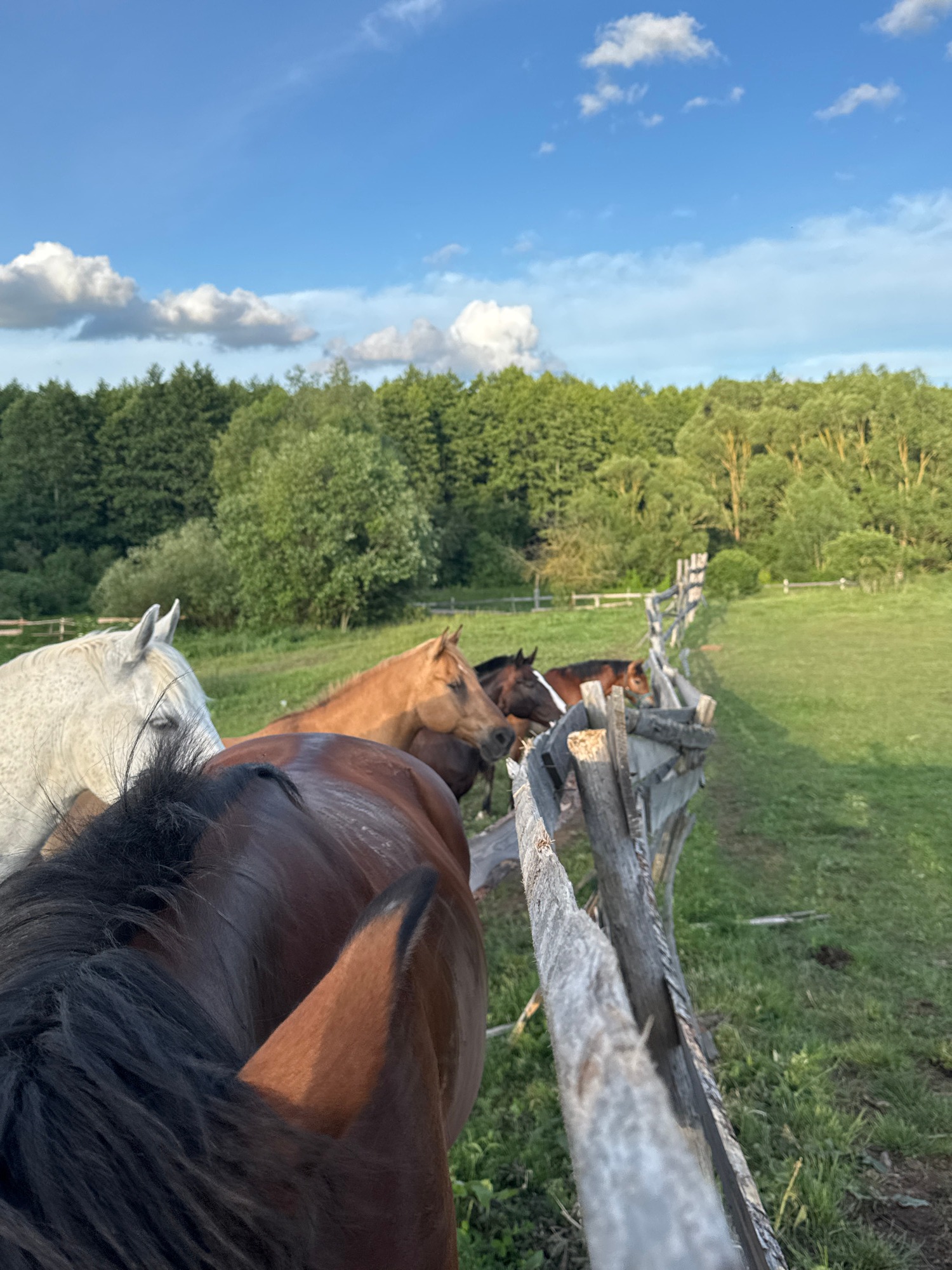 Horses, fences, and dirt roads at a rural property