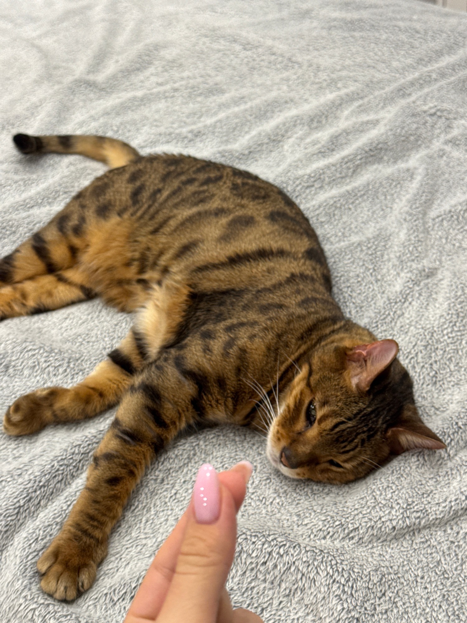 Bengal cat fully relaxed on a gray blanket